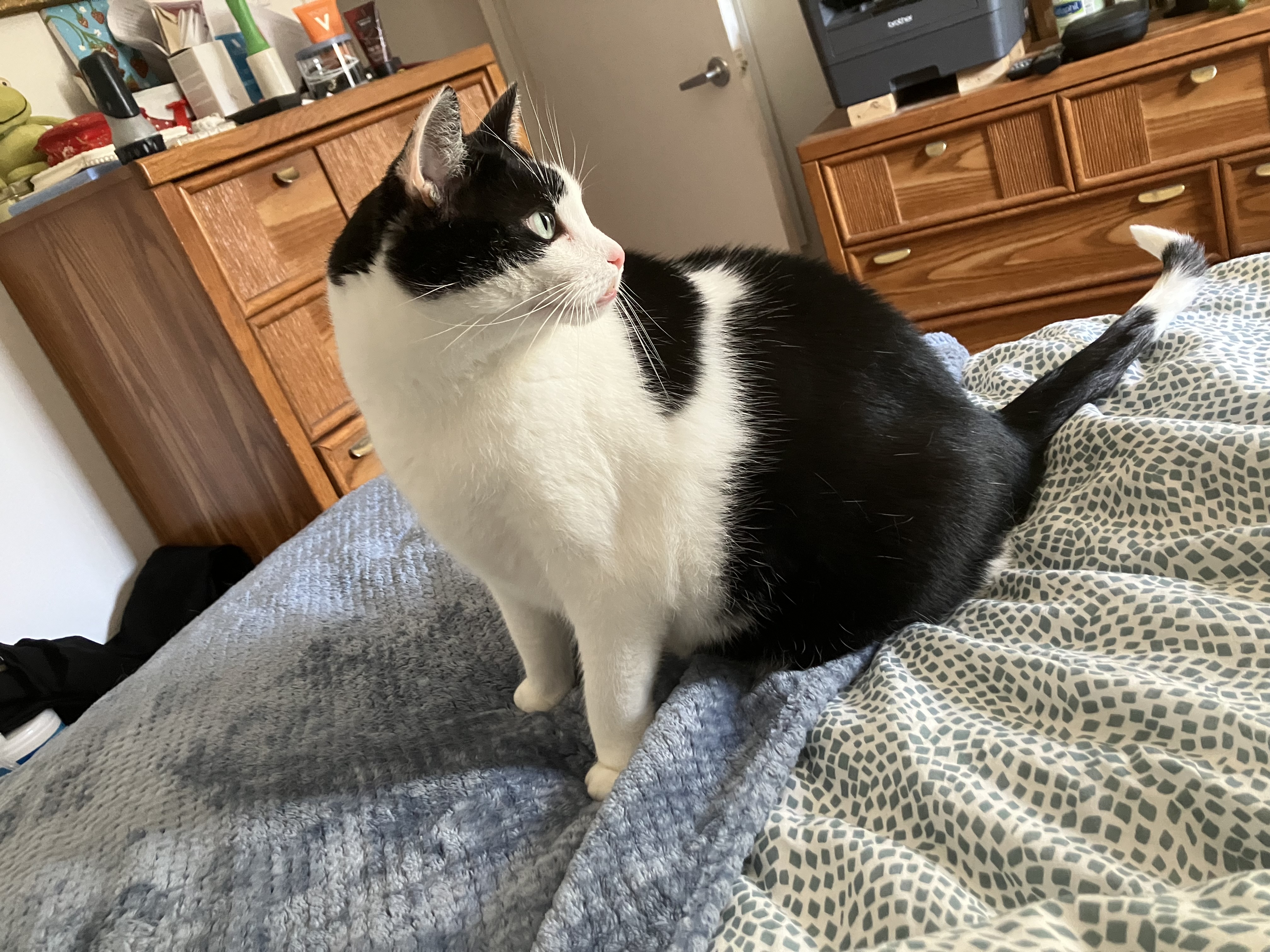 Introducing THE BOI: The One and Only