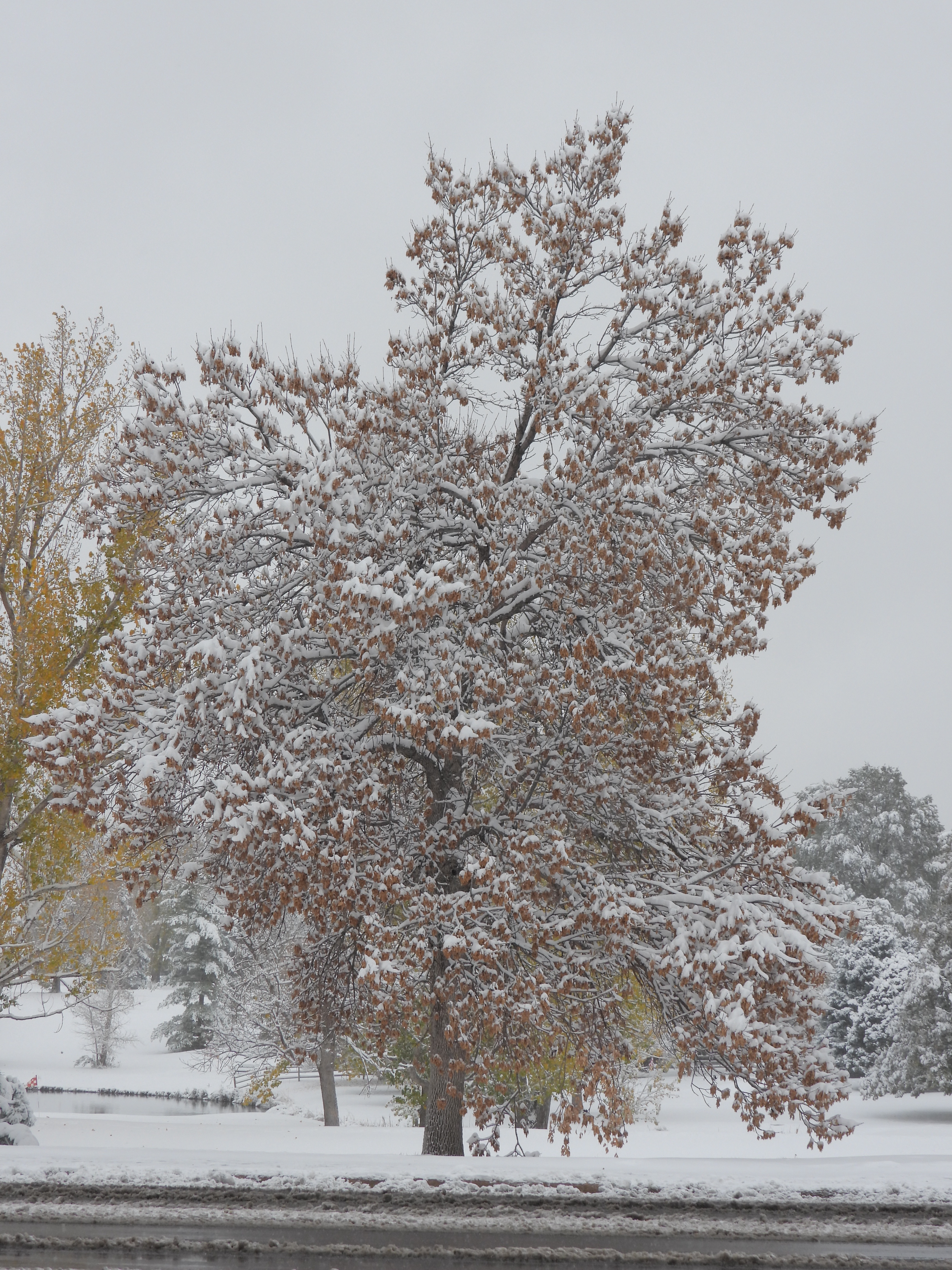 First snowfall of the season on November 6, 2024