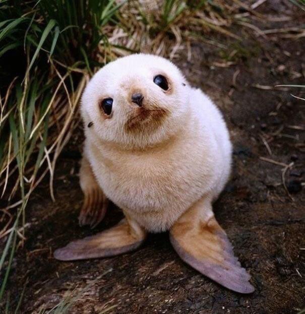 The Playful World of Sea Lions