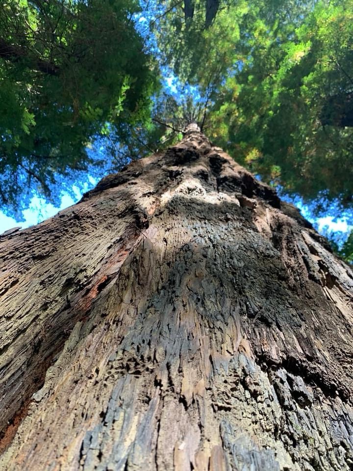 Majestic Tree Standing Tall