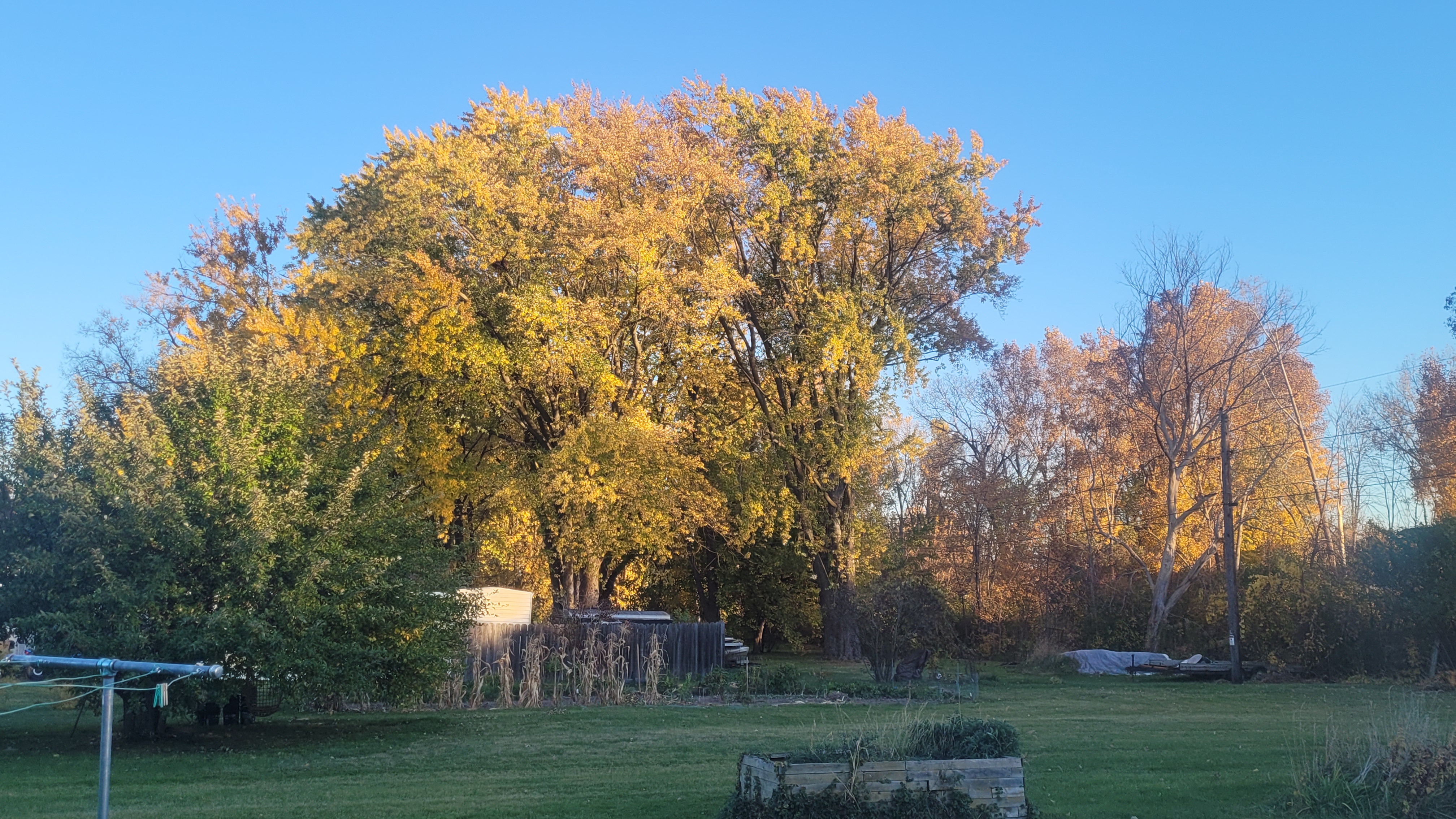 Basking in the Golden Hour Amongst Golden Leaves