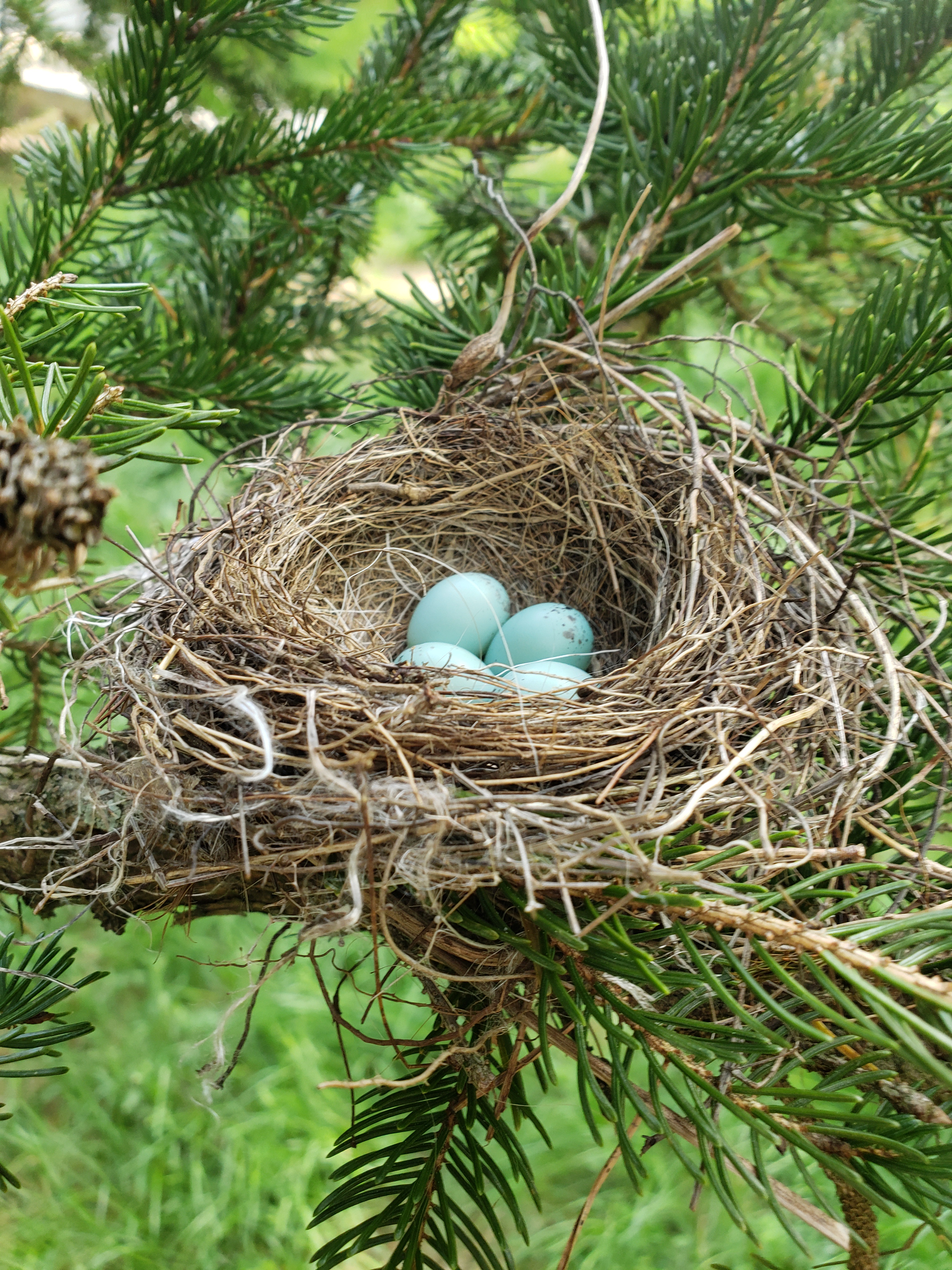 A Glimpse of Nature: House Finch Eggs