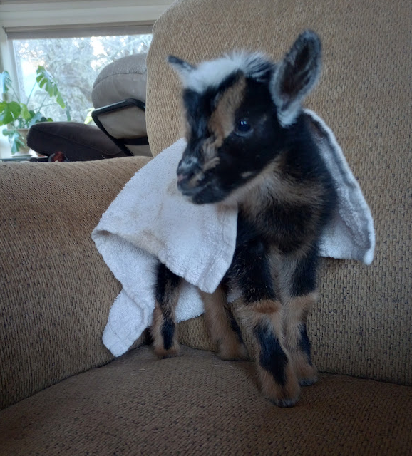 Meet the Adorable Baby Goat: Your Daily Dose of Cuteness