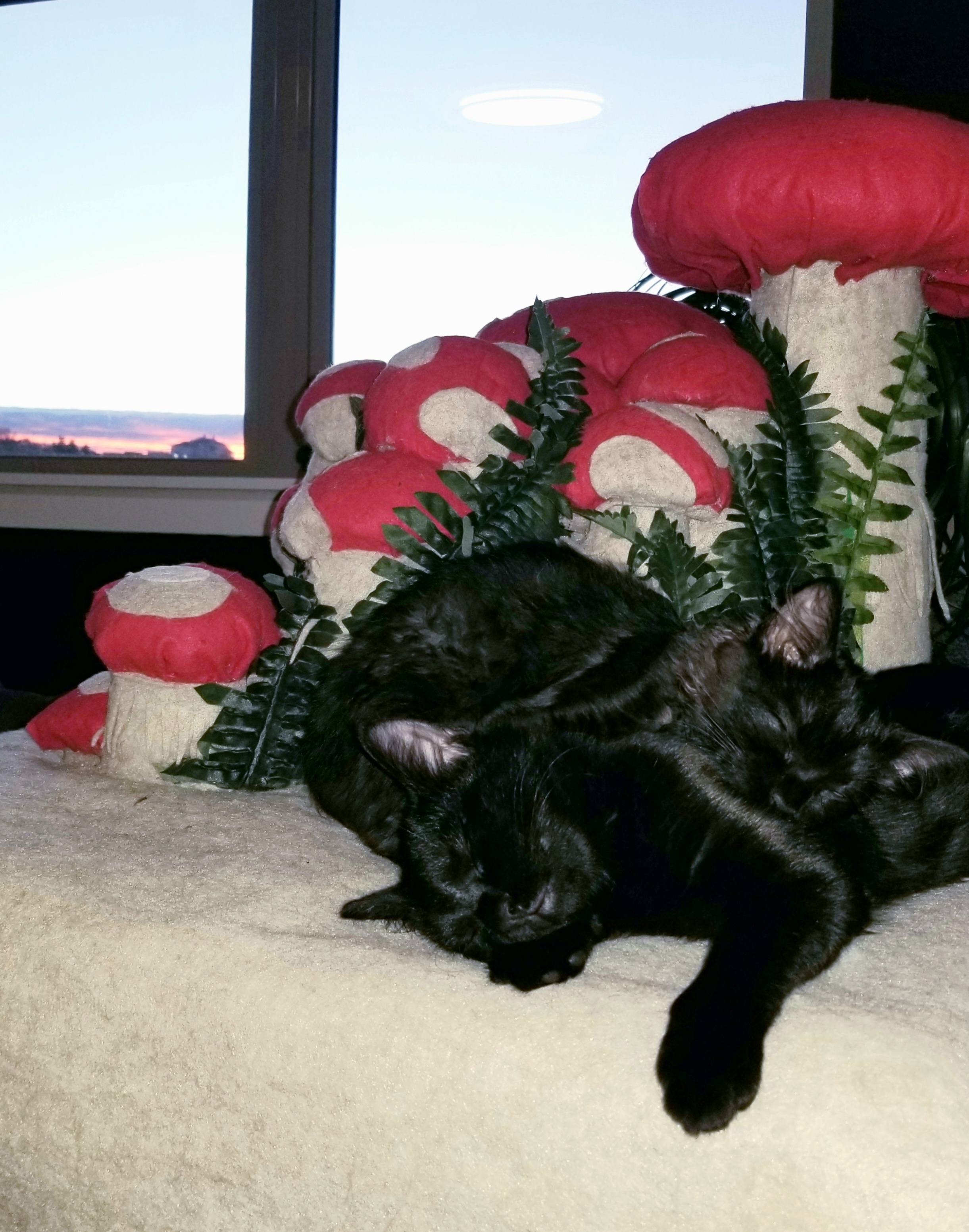 Enjoying a peaceful sunset nap with the void.