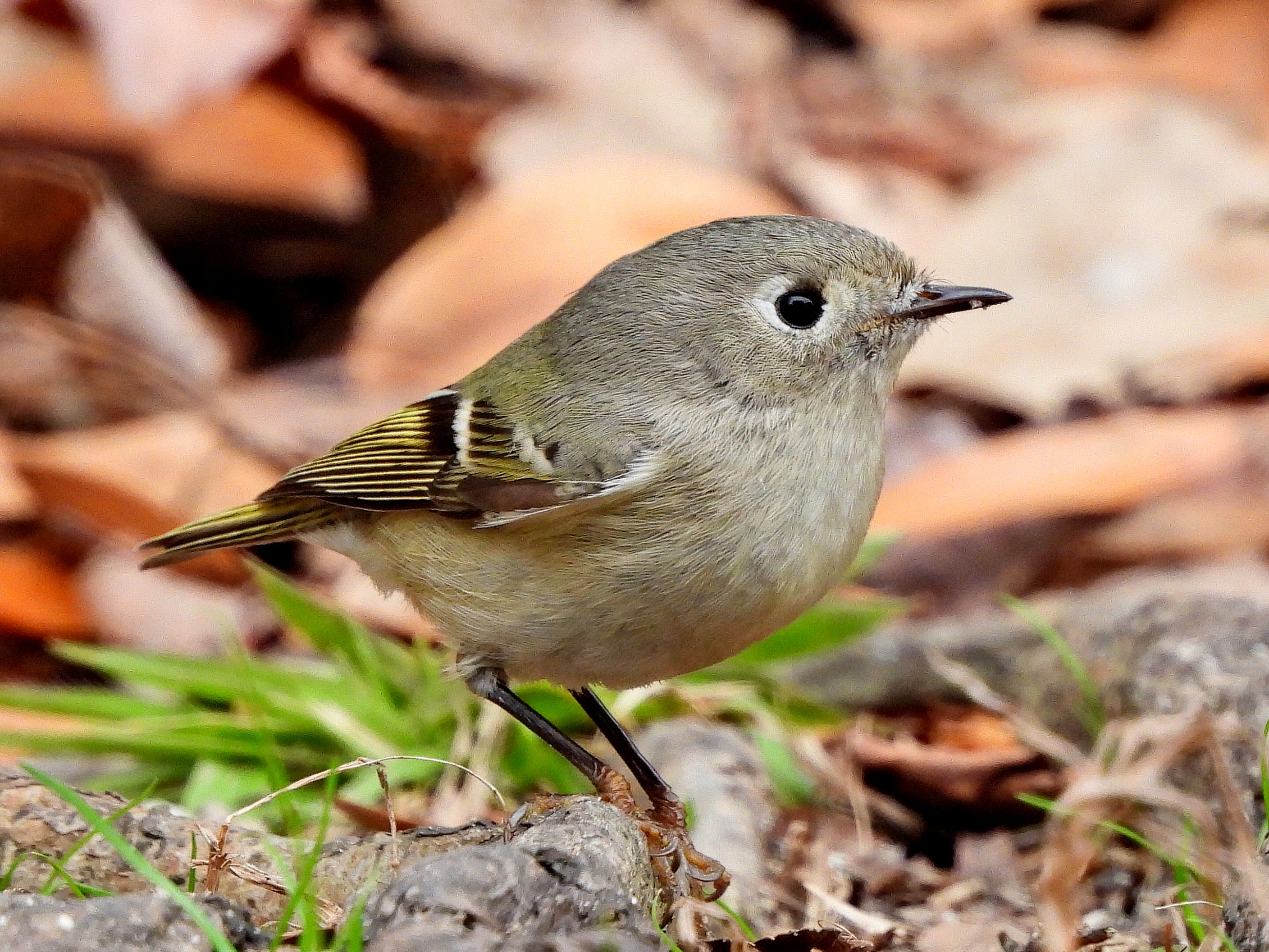 Meet the Ruby-Crowned Kinglet: A Delight from Summerville, South Carolina