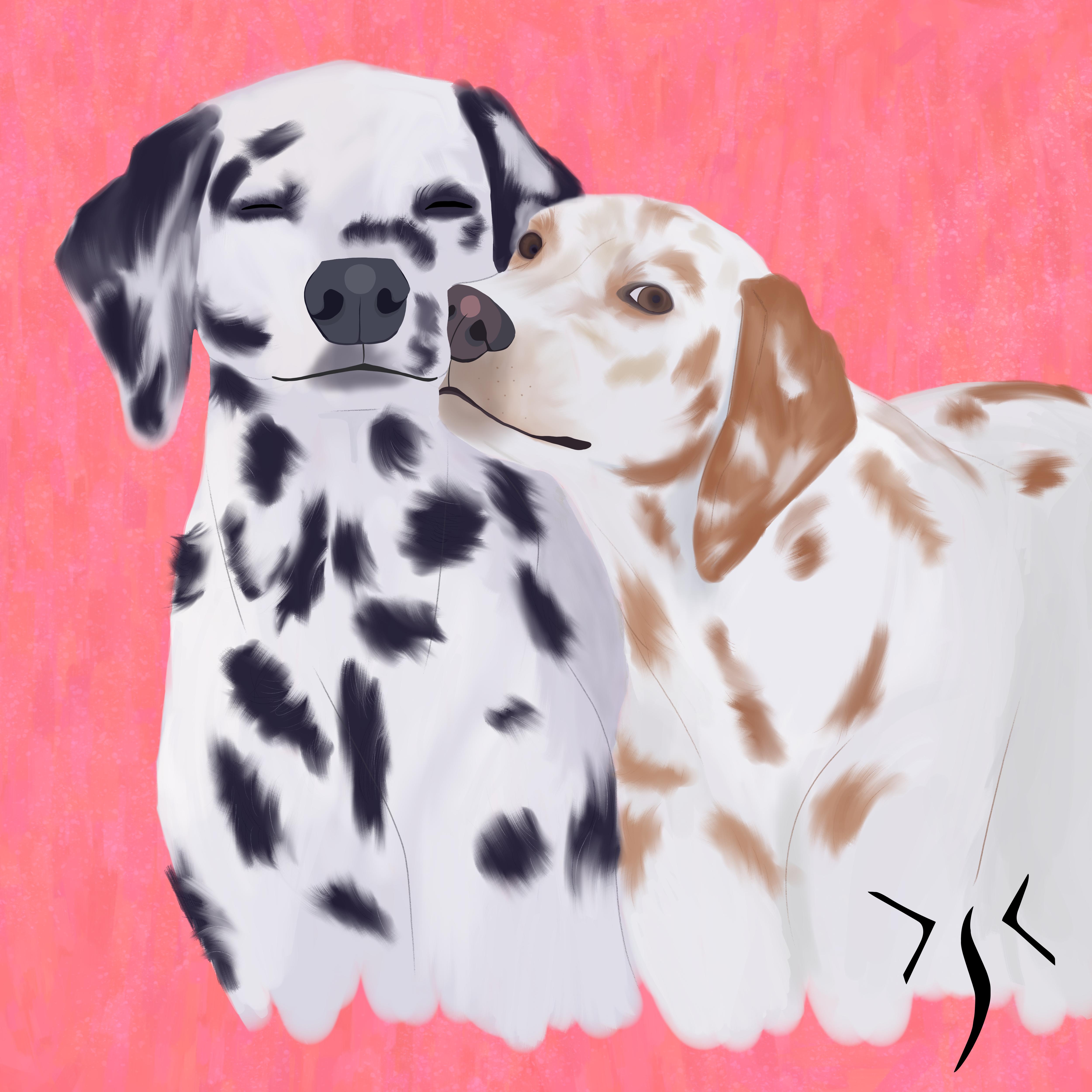 Charming Dalmatians Stealing Hearts