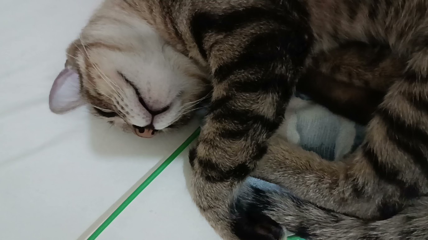 The Cat Files: Unraveling the Secrets of Felines