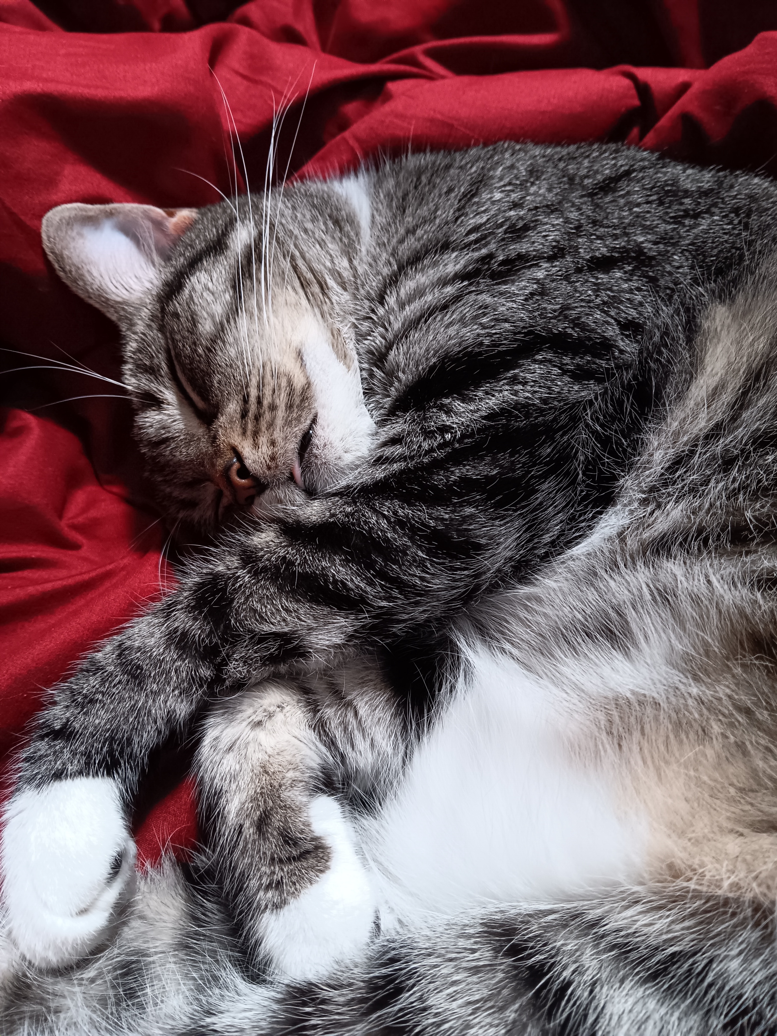 Caught Her Sleeping with Her Tongue Out – So Cute!