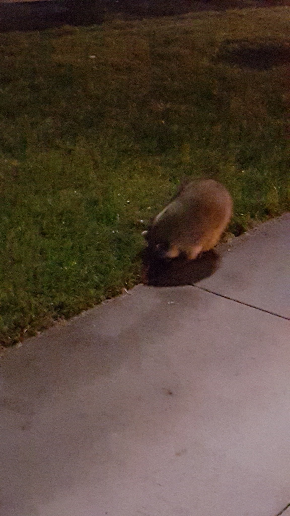 Adorable Raccoon Moments That Will Melt Your Heart