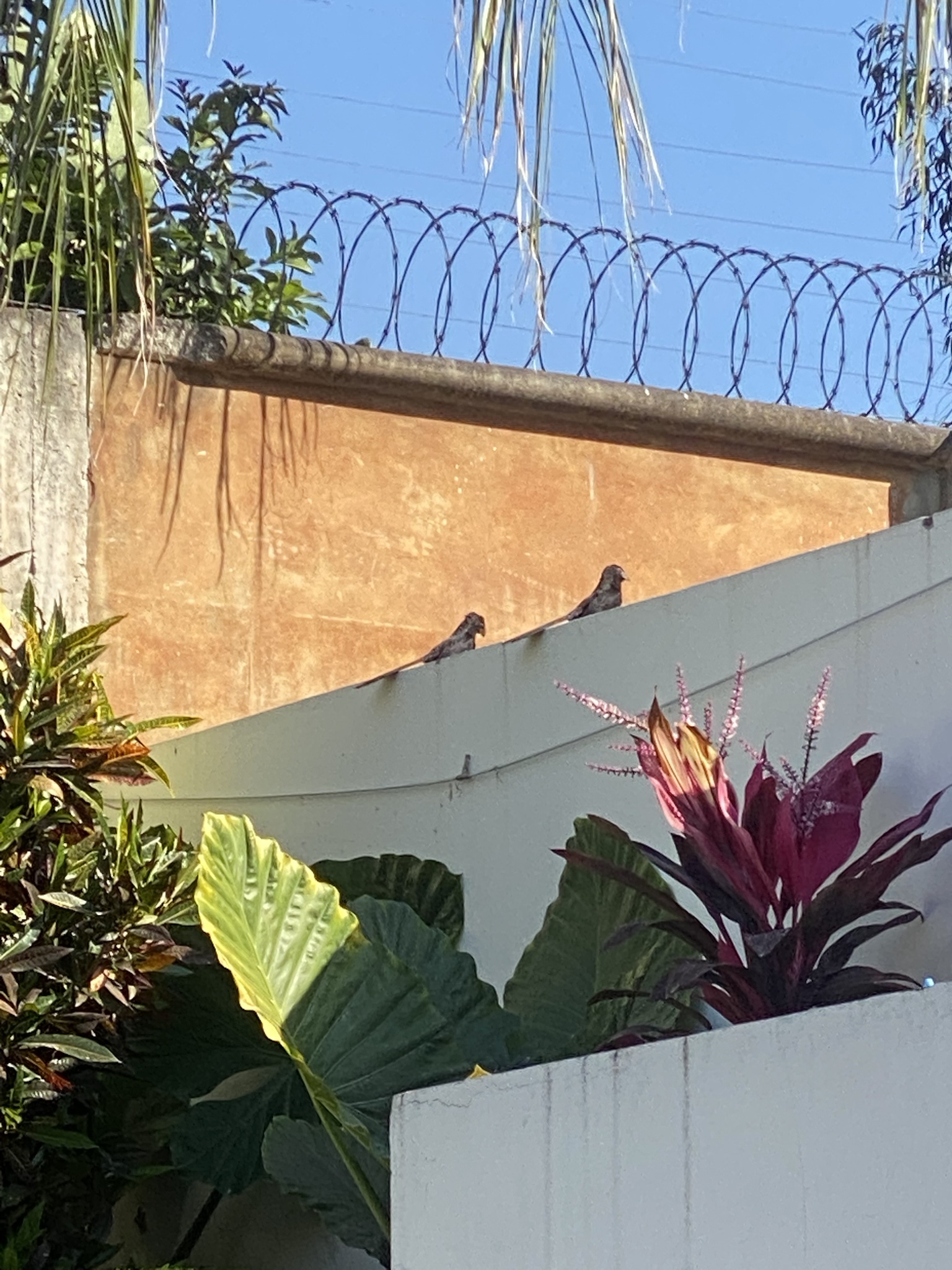 Can You Identify This Bird?
