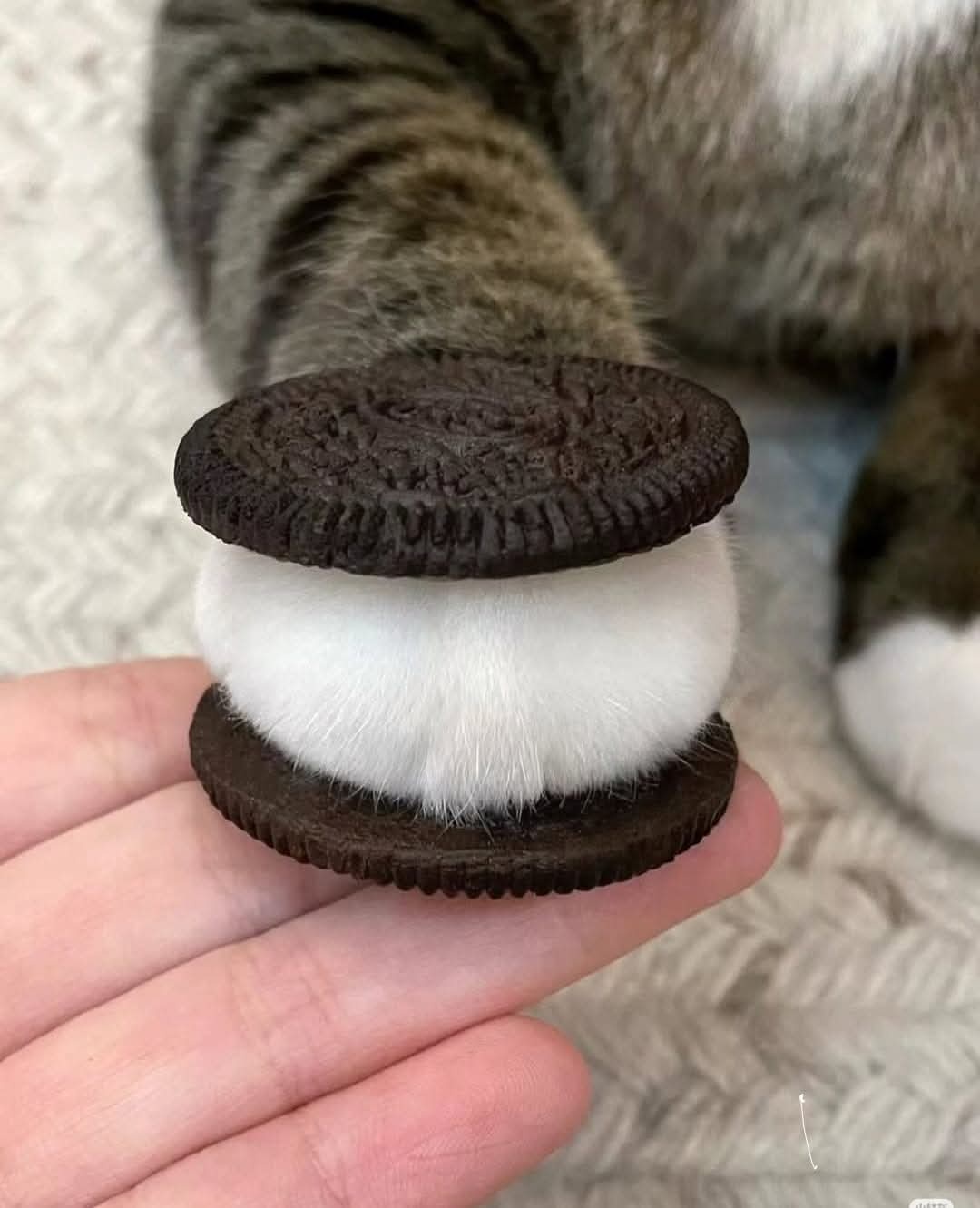Quadruple the Deliciousness!