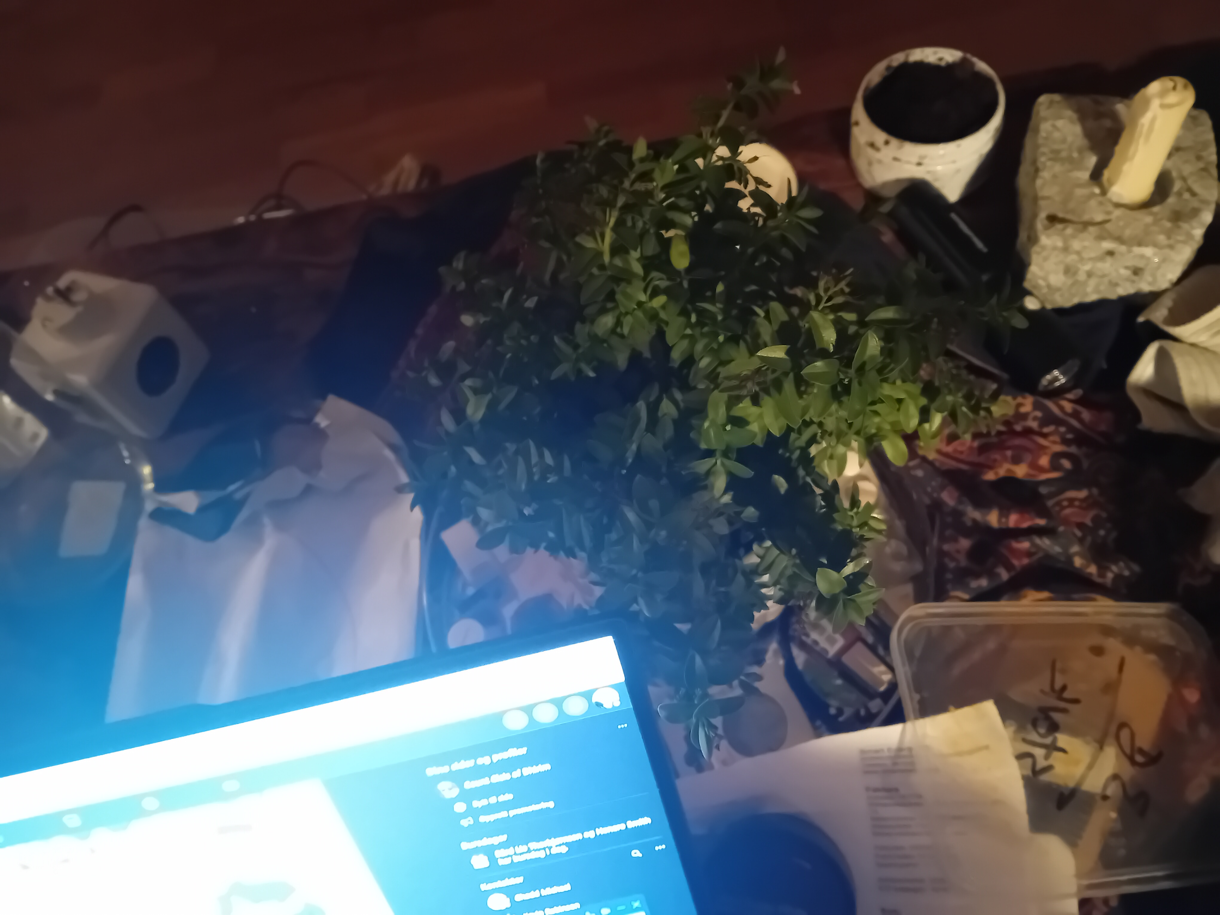 Check out my plant photo collection