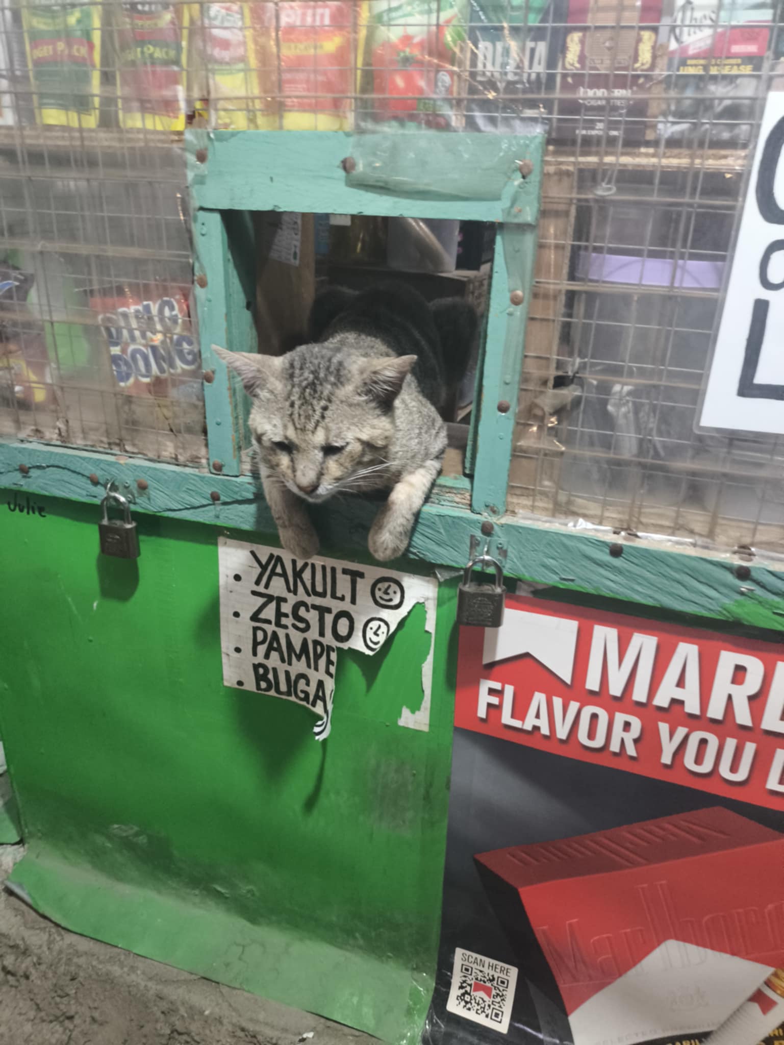 The Cat Vendor: Where Feline Dreams Come True