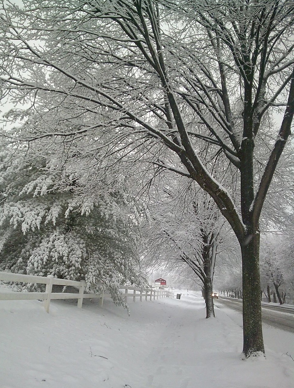 A serene winter tree in all its glory