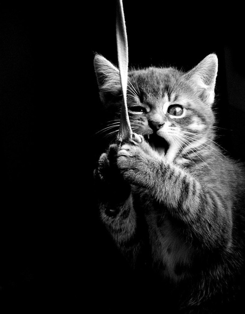 Today's Adorable Cat Feature