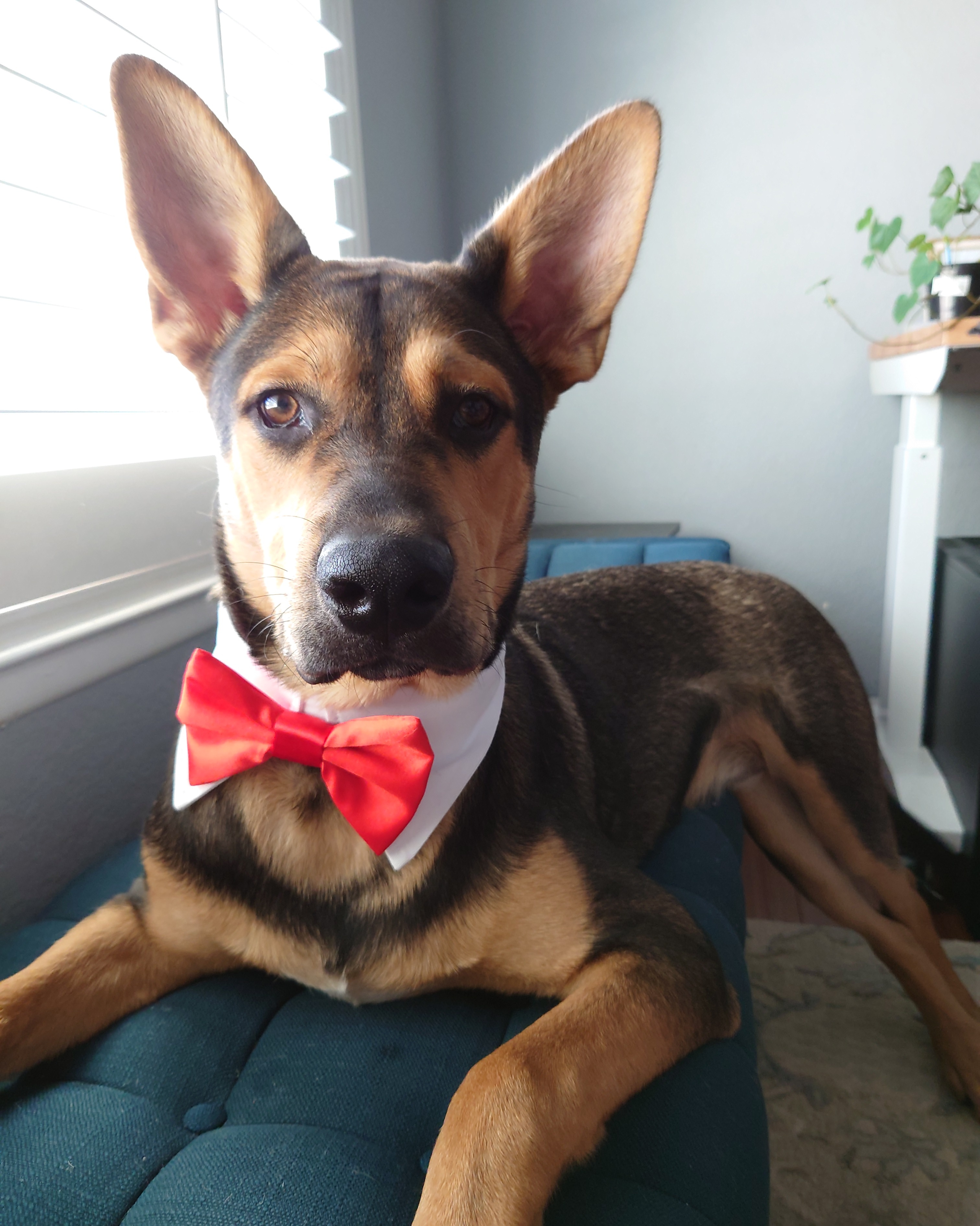 Meet My Adorable Doggo!