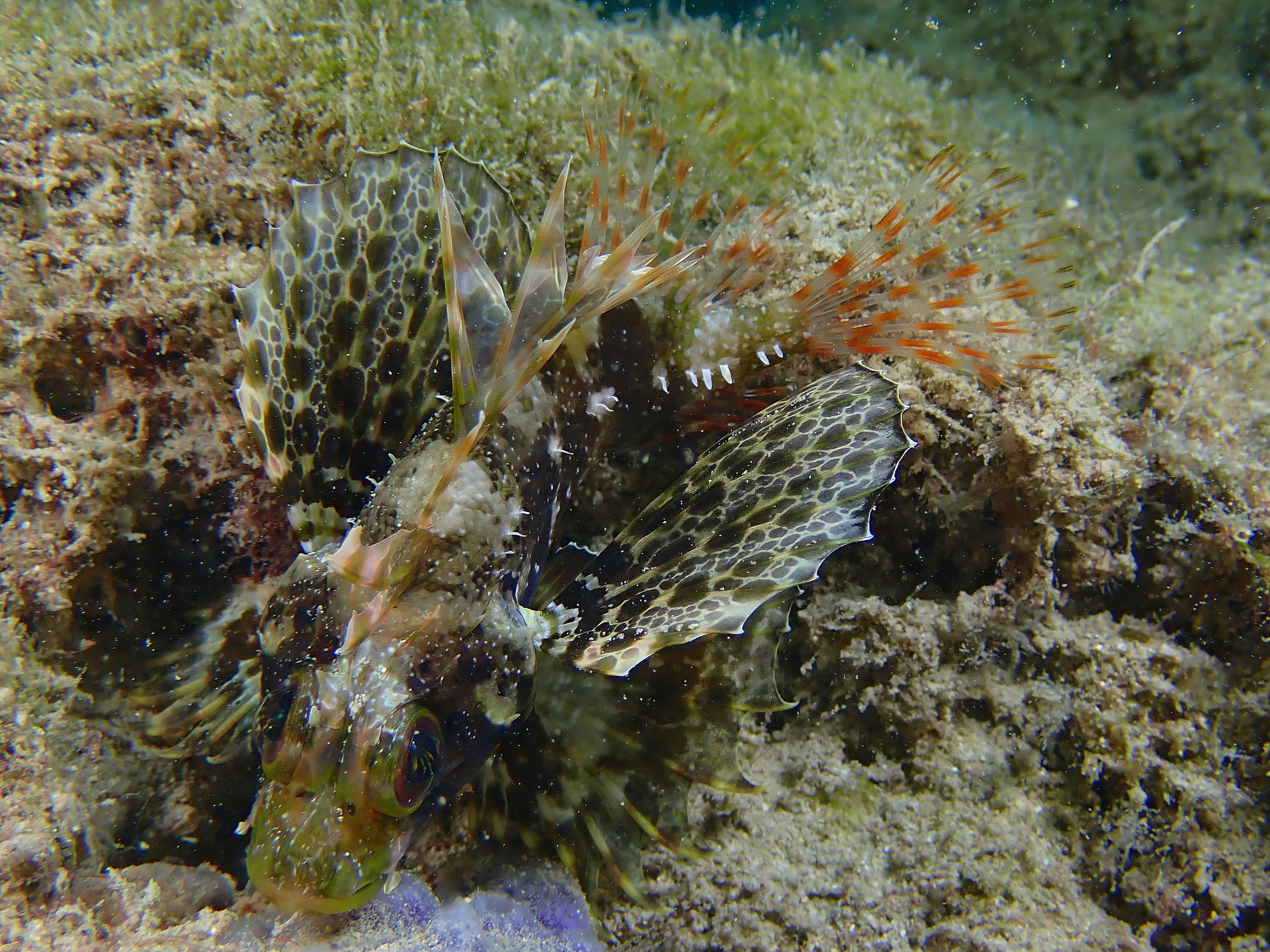 Meet the Stunning Hawaiian Green Lionfish