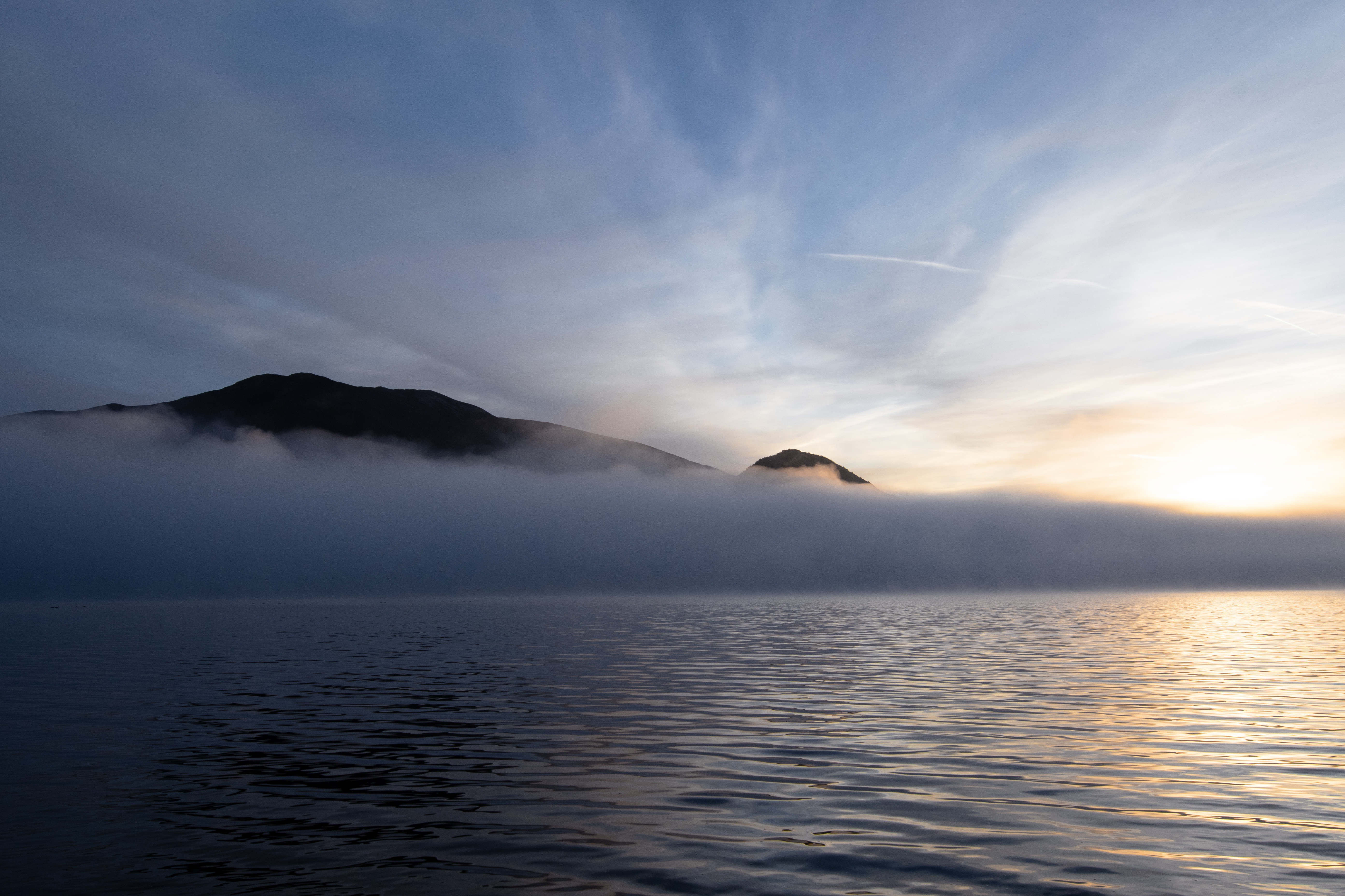 The Enigmatic Beauty of Mist Rose
