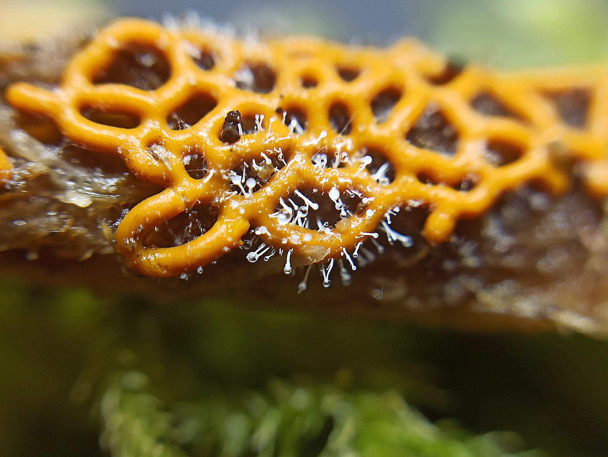 Is That a Pretzel Slime Mold I See?