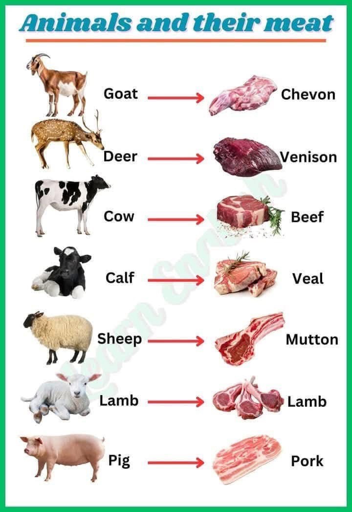 Exploring the Different Types of Meat