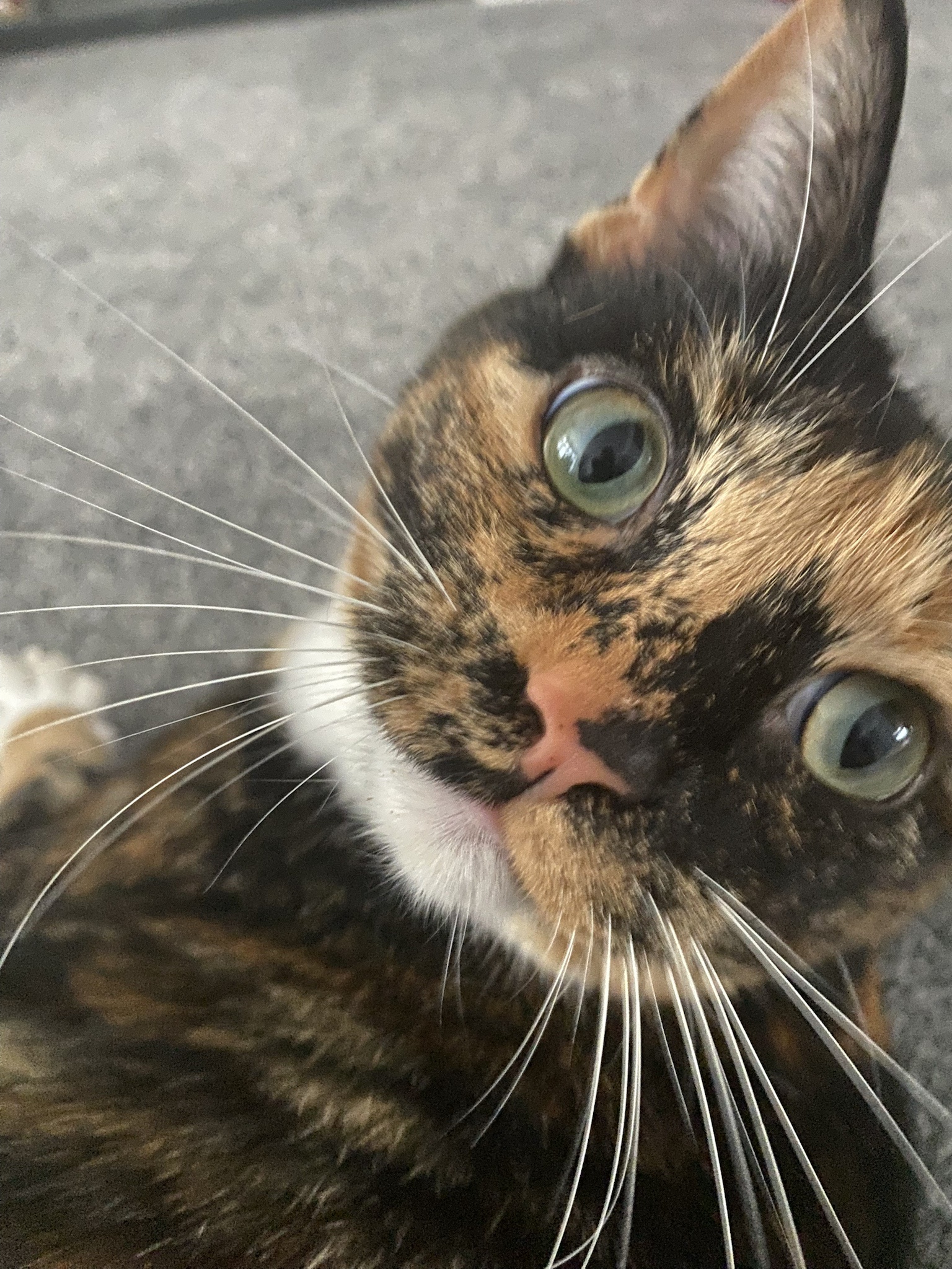 Crumble's Daily Snapshot of Cuteness