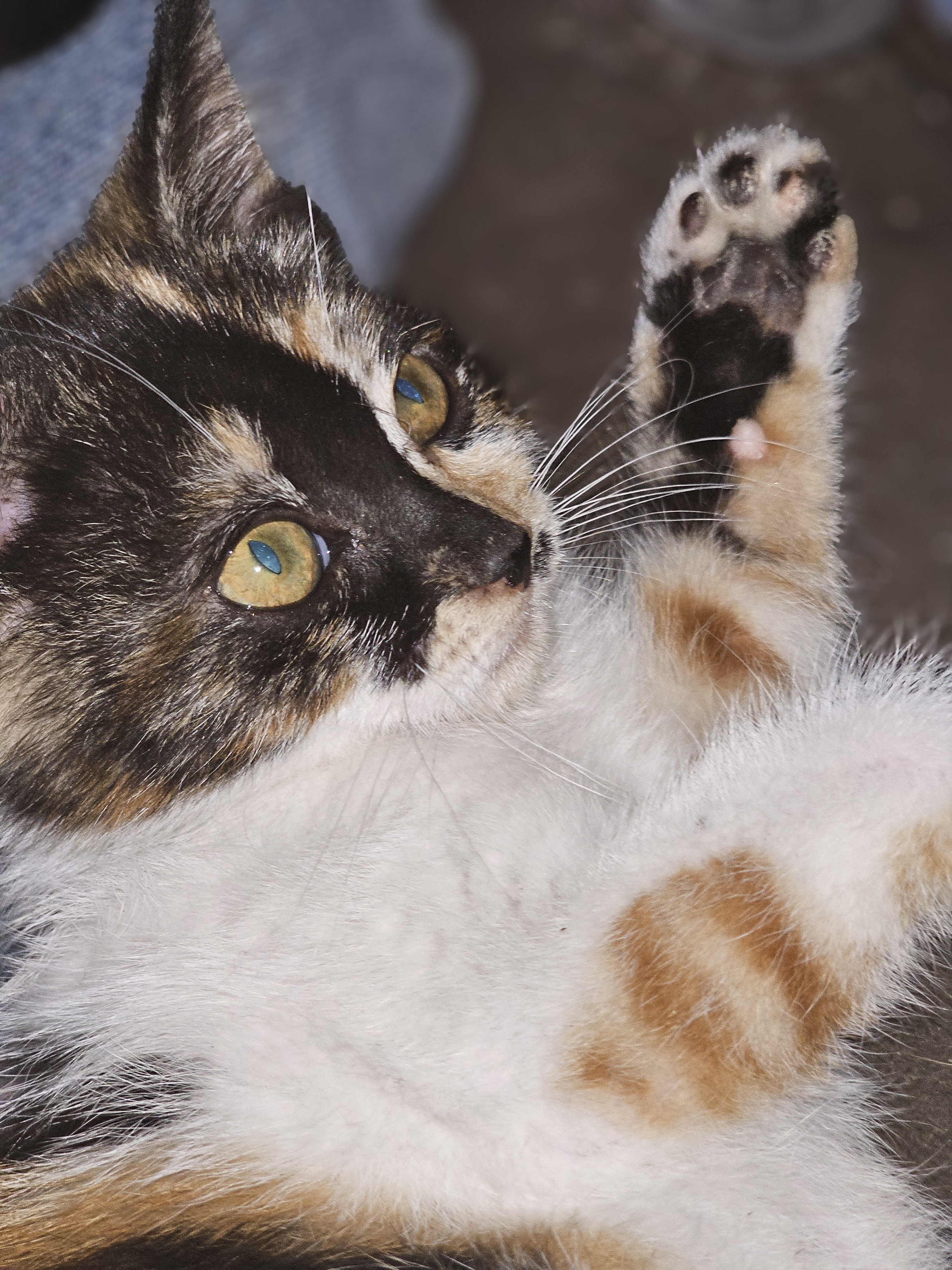 We affectionately named her Butterball