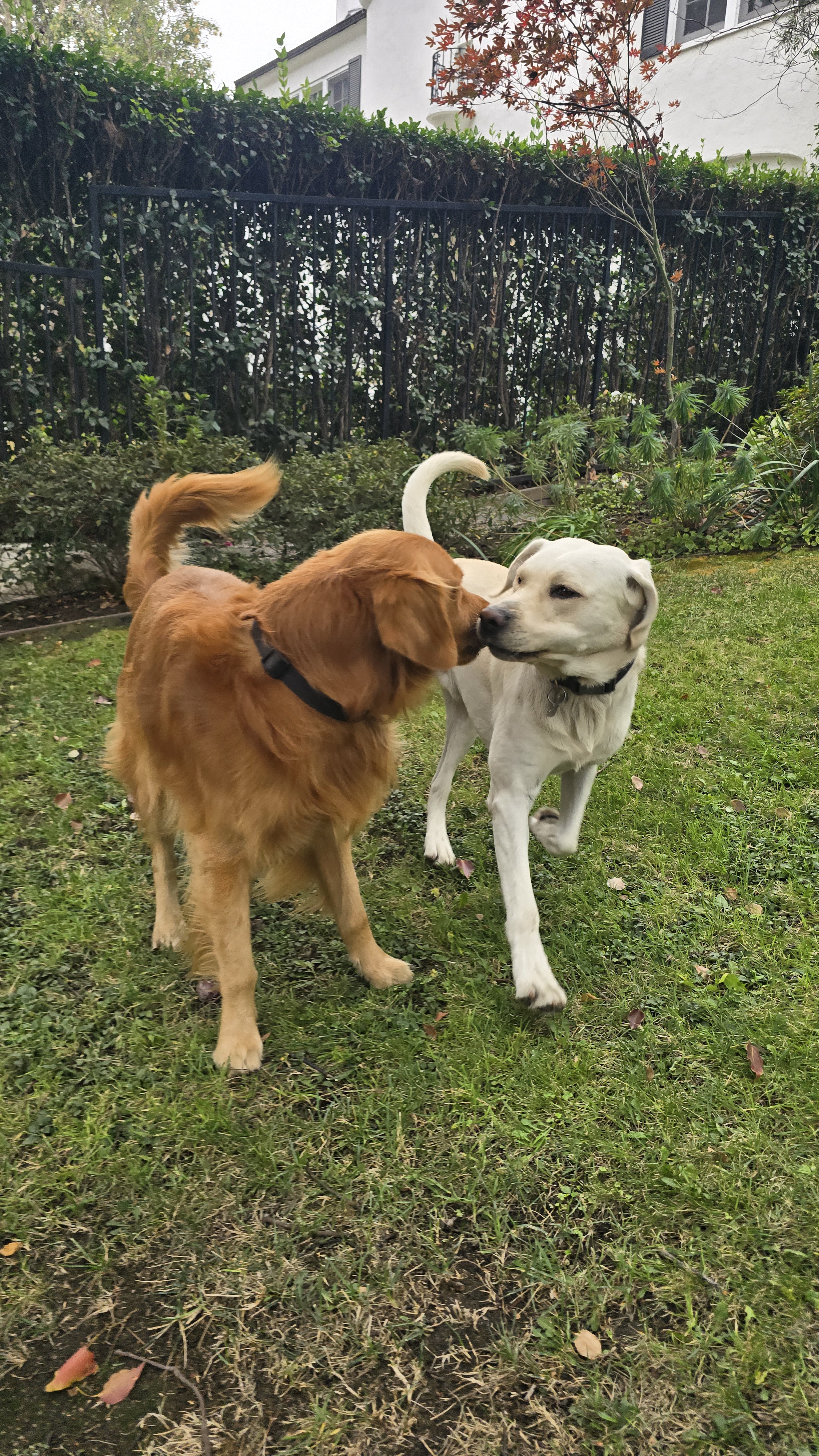 The Dance of Shadow and Chance