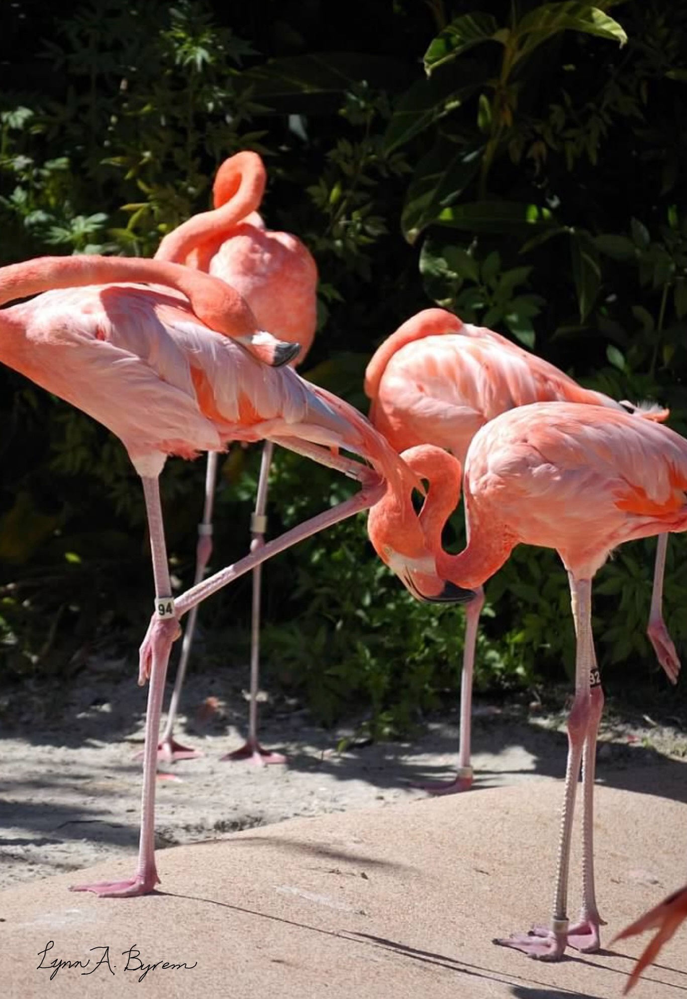 A fabulous flamingo sighting!