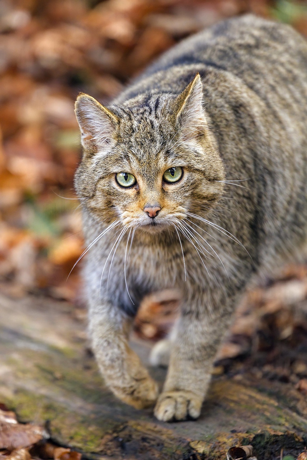 Behold the Majestic European Wildcat (Felis silvestris)