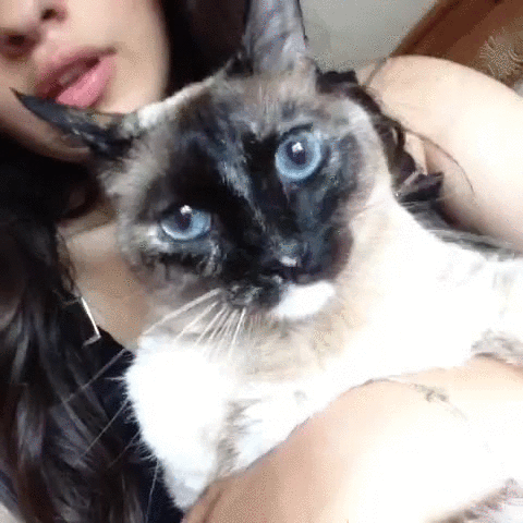 Just a cat being a cat.