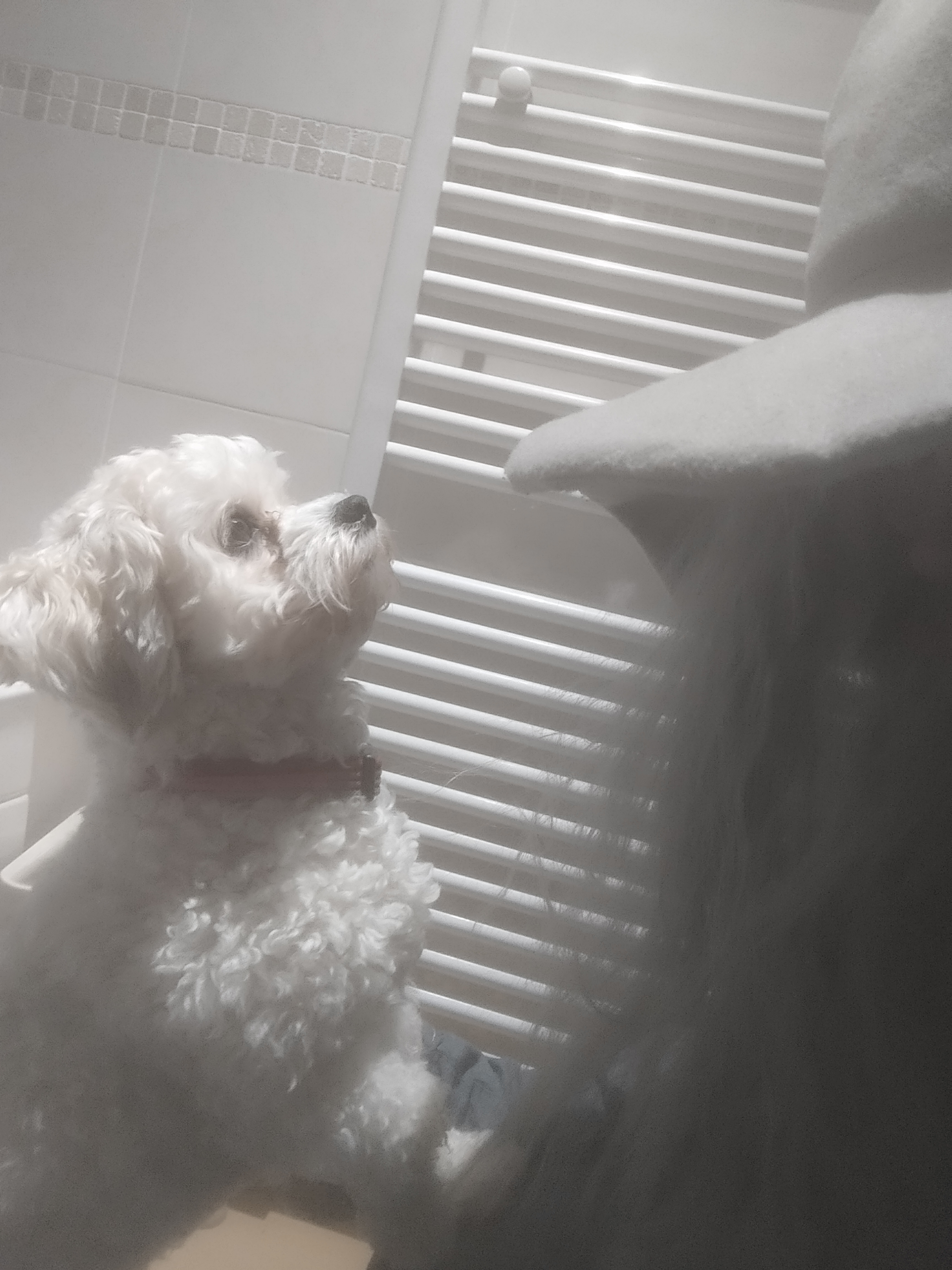The Hobbit: Canine Edition – A Furry Adventure