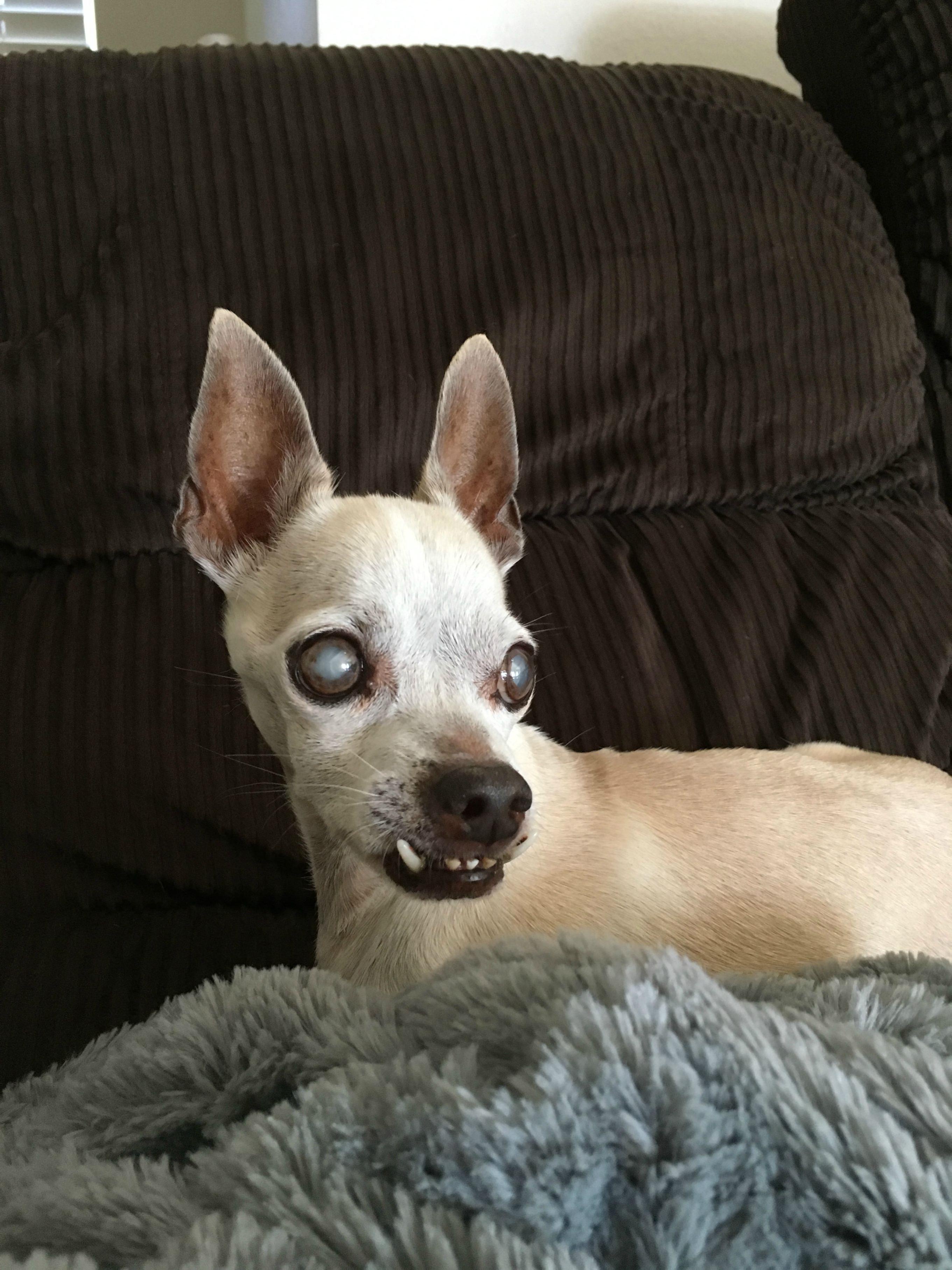 Introducing Chewpe: The Pup Who Can't Chew