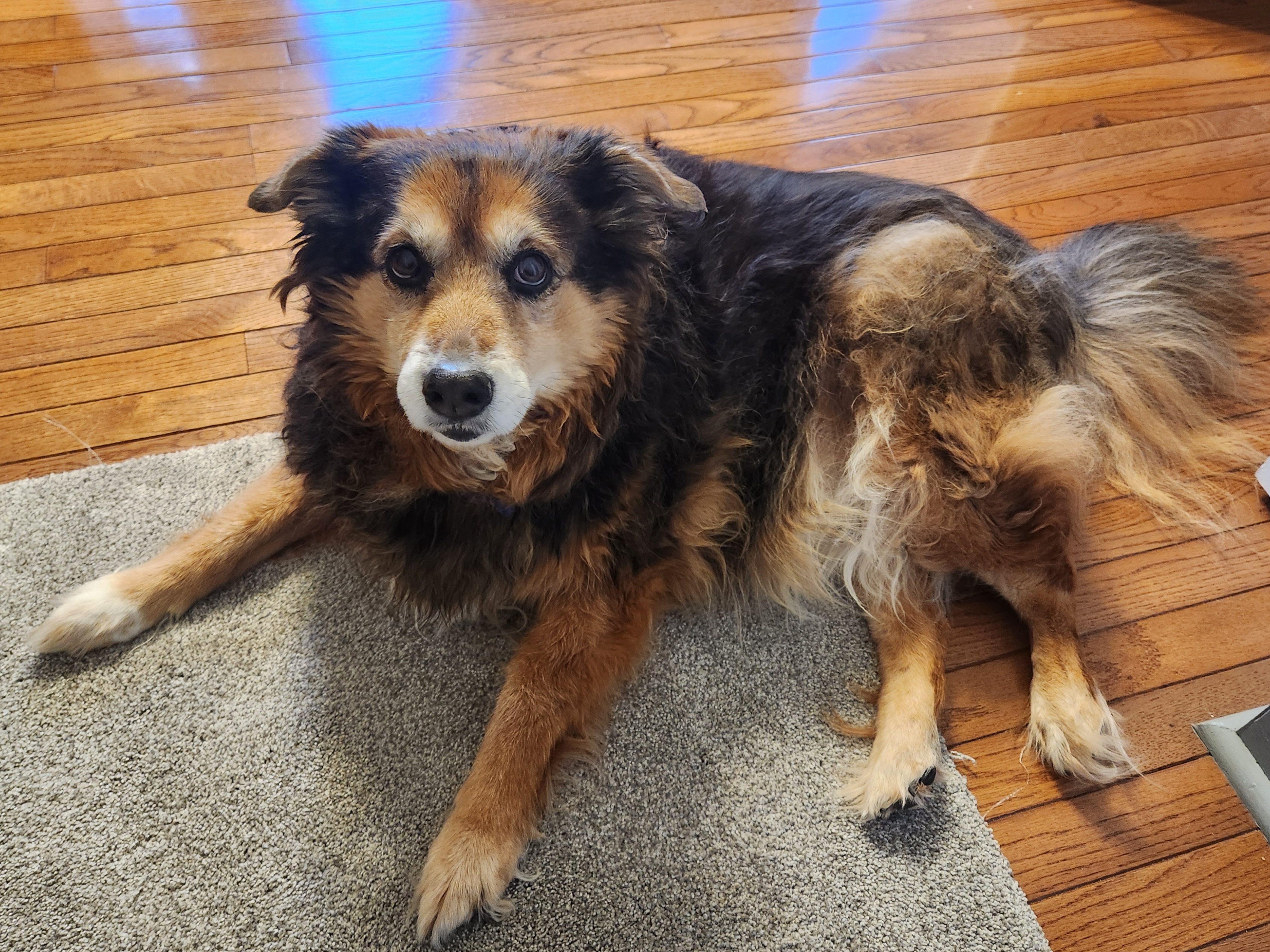 Peanut the Dog's Daily Chronicles - Day 1572