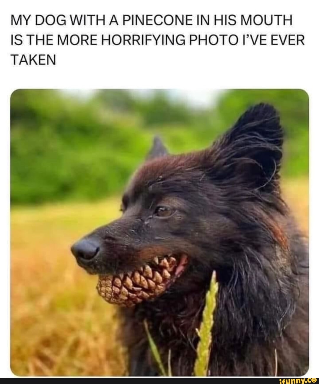 The Mighty Pinecone