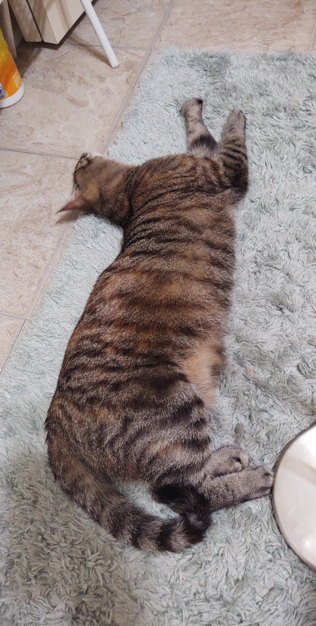 A Daily Dose of Cat Cuteness to Brighten Your Day