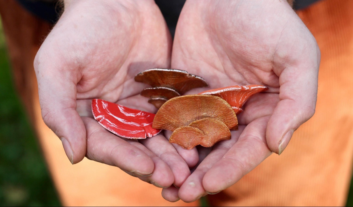 Adorable Fall Mushroom Pins to Brighten Your Day
