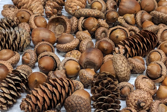 Celebrating the unique beauty of pinecorns in solidarity!