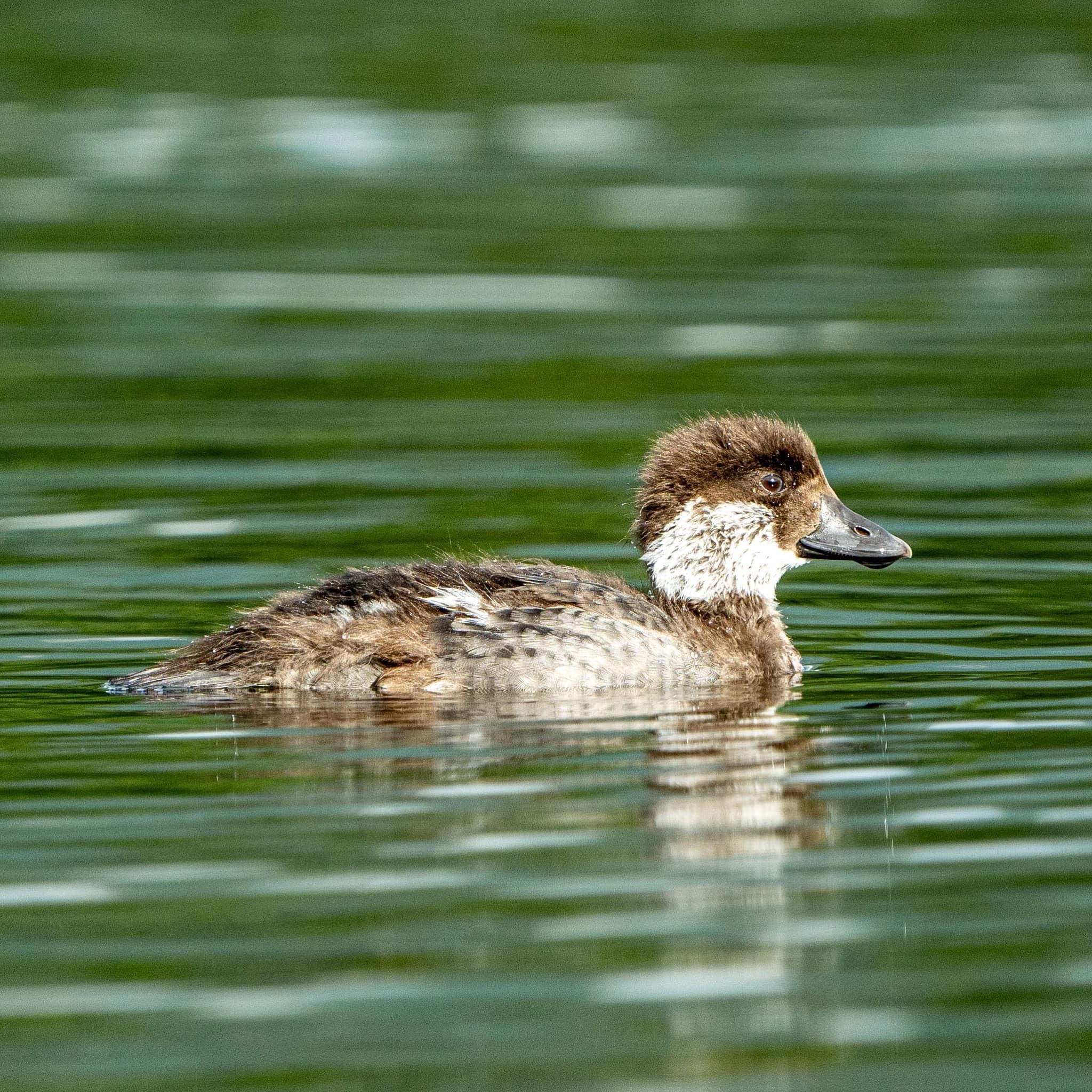 The Enigmatic Golden Eye