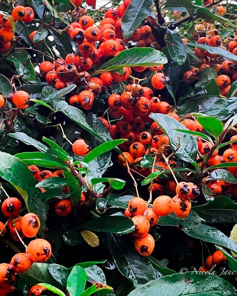 Deliciously Sweet Berries: Nature's Candy