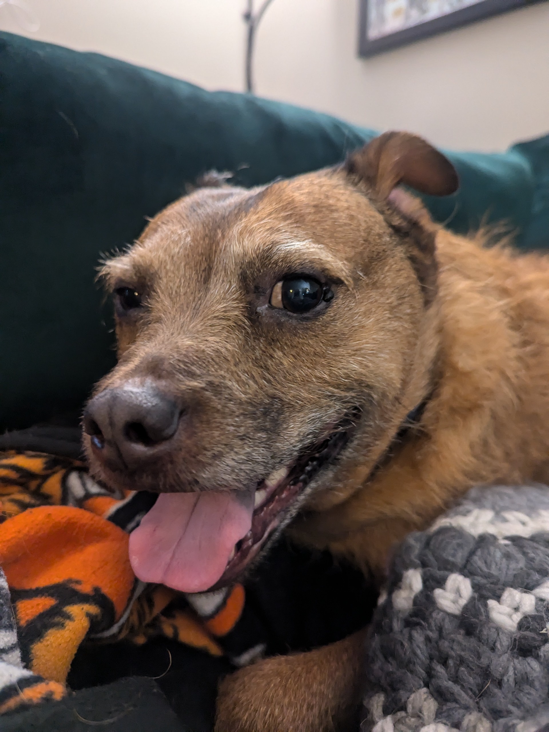 The Adorable Swamp Mutt: A True Underdog