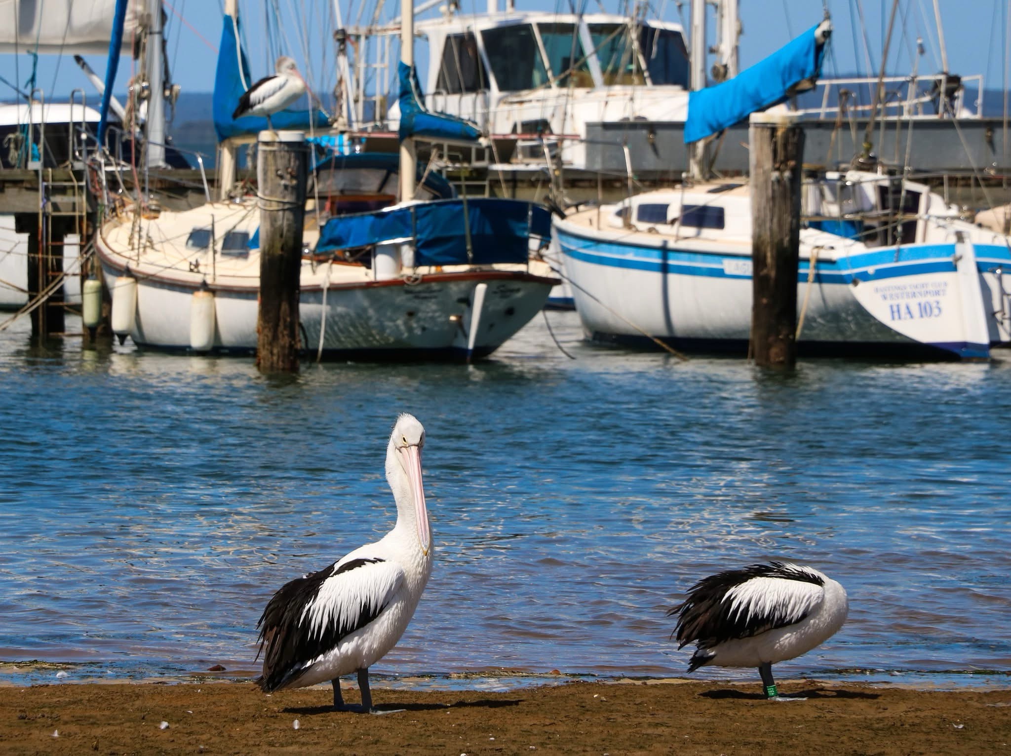 The Majestic Pelicans