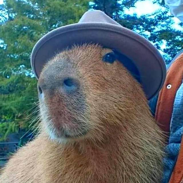 The whimsical world of capywifhat