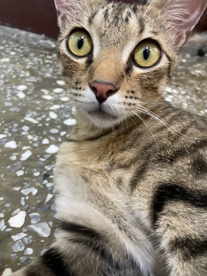 The Adorable Cat Chronicles