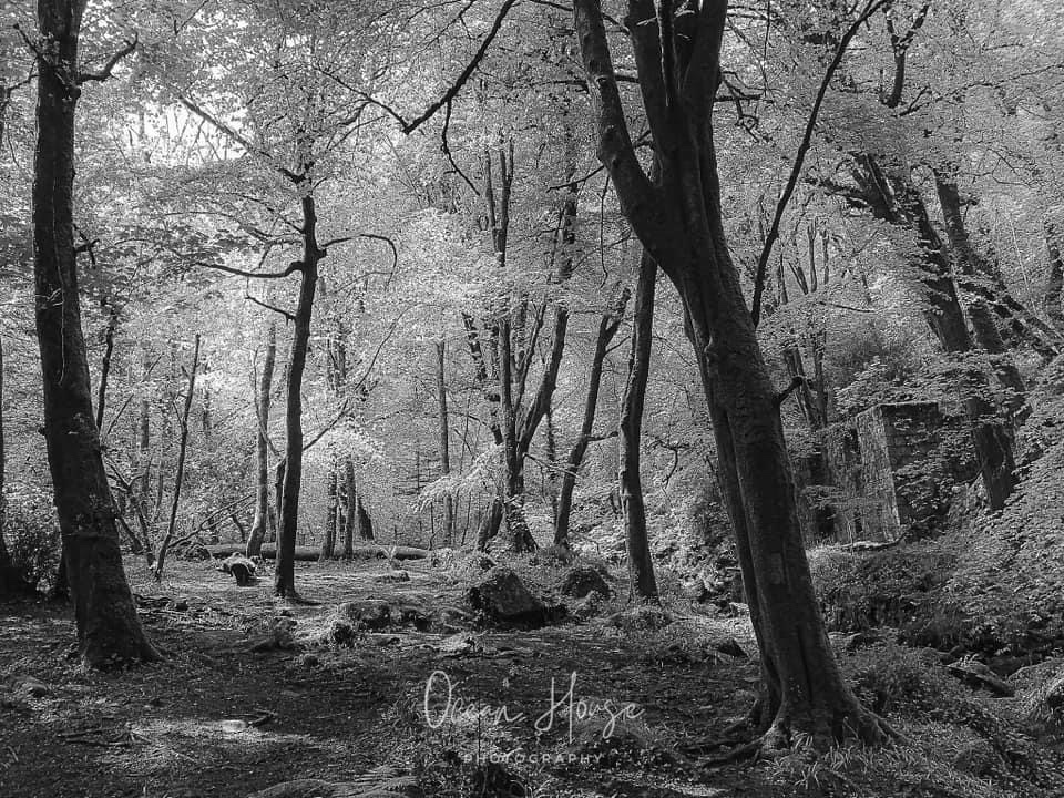 Wandering Through the Enchanted Forest