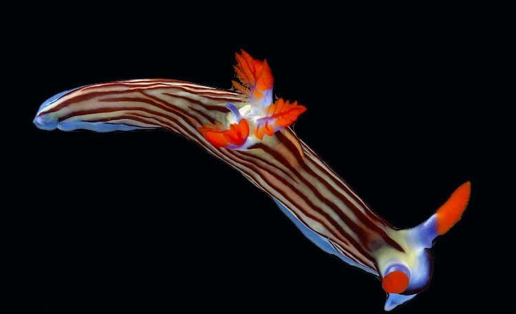 Well... who wants to check out some sea slugs?
