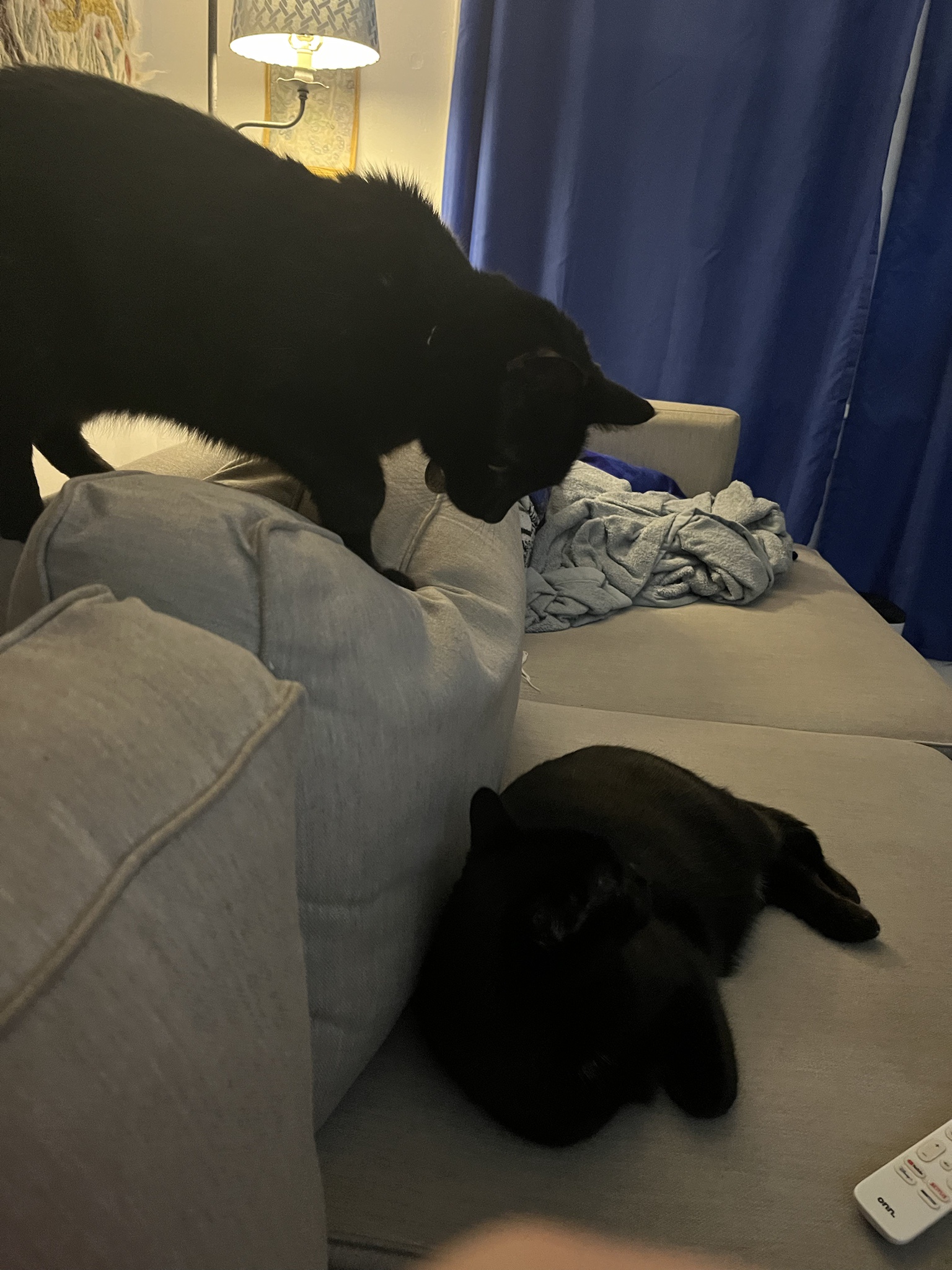 Caught You Red-Handed!