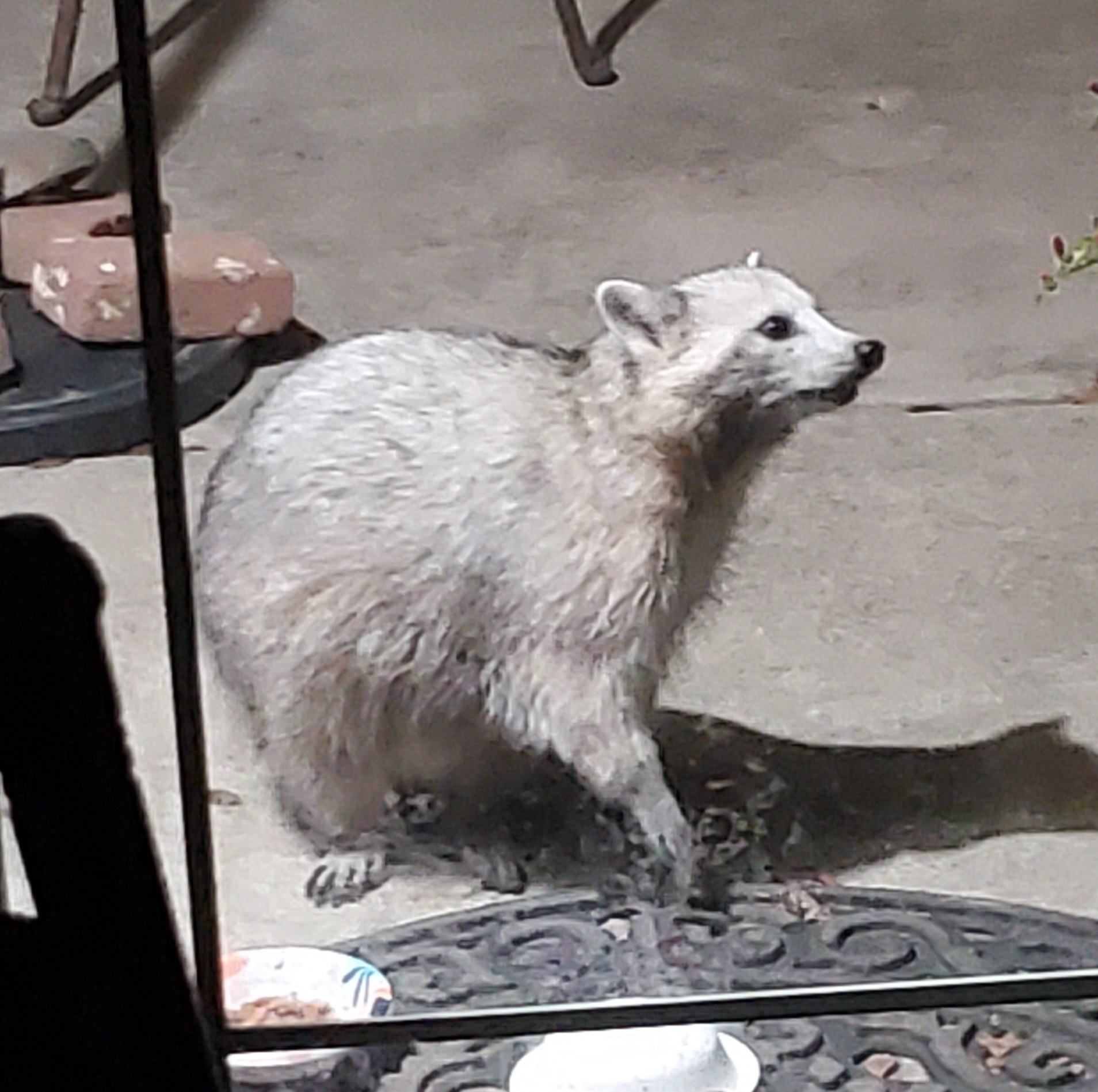 Is That an Albino Raccoon Spotted?