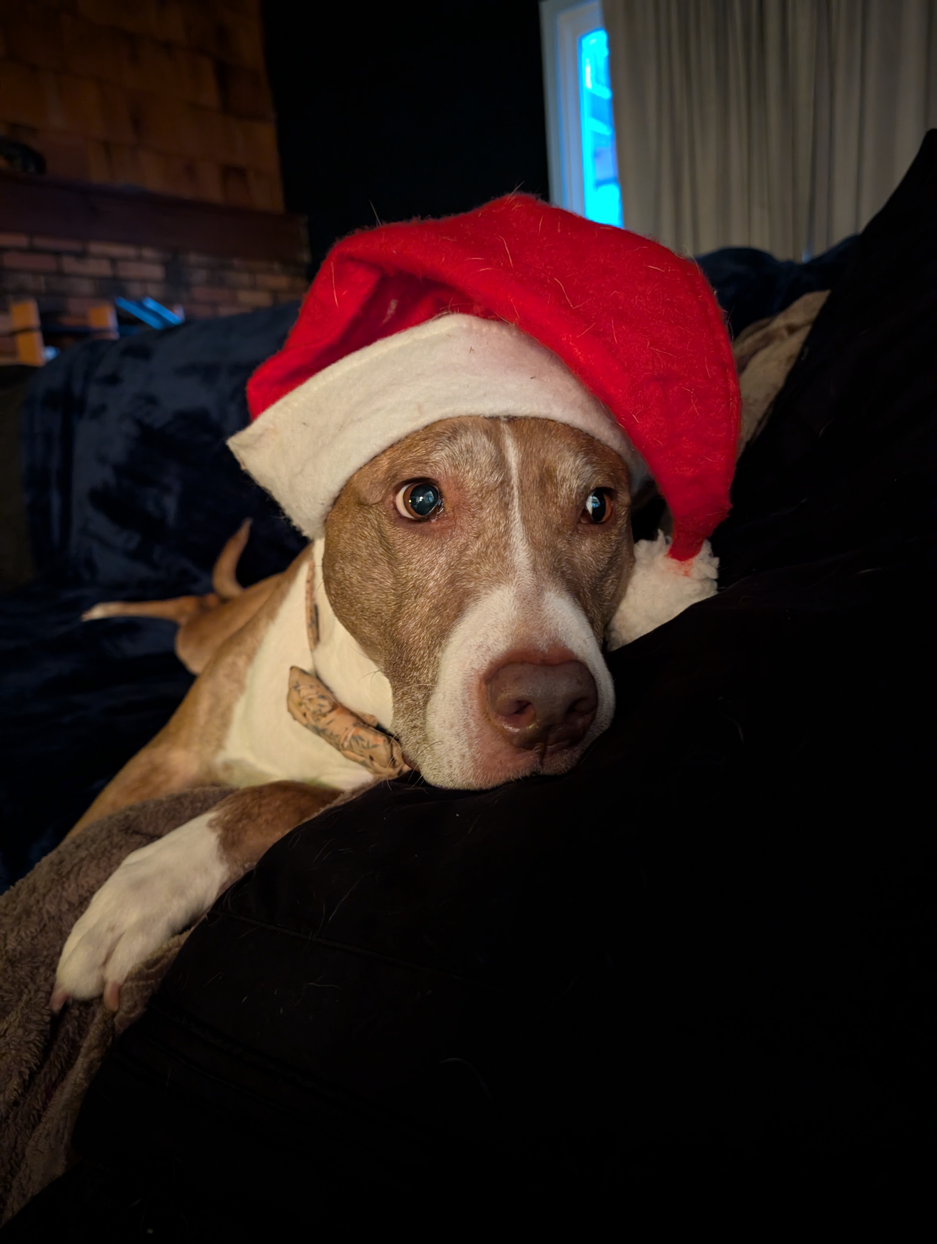 Happy Holidays from the one and only Stinky Stevie!