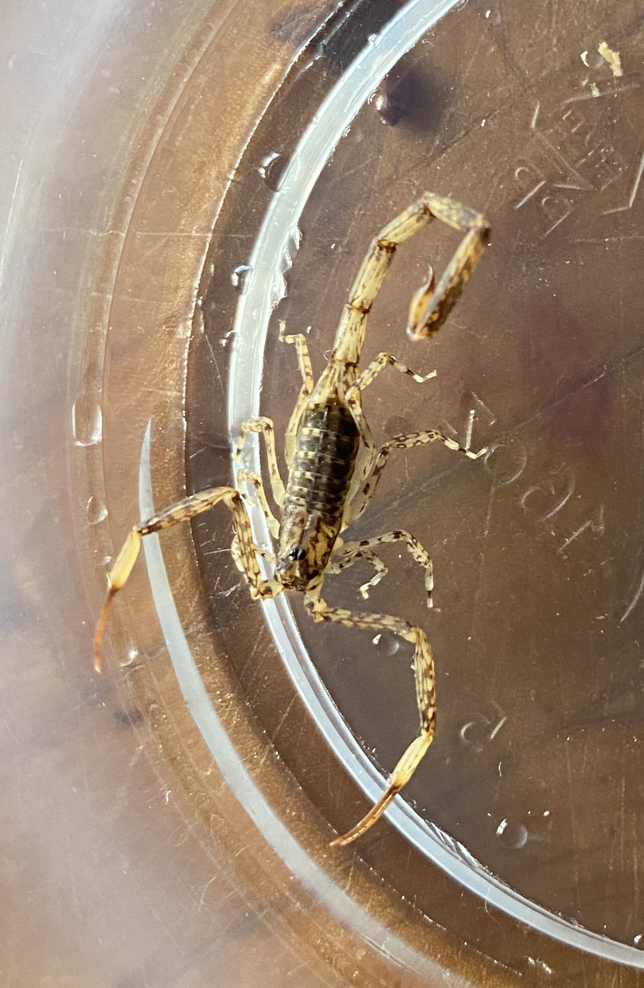 Unexpected Visitor: Scorpion Found in My Studio