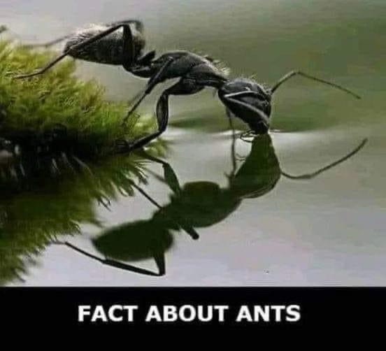 10 Fascinating Facts About Ants That Will Blow Your Mind